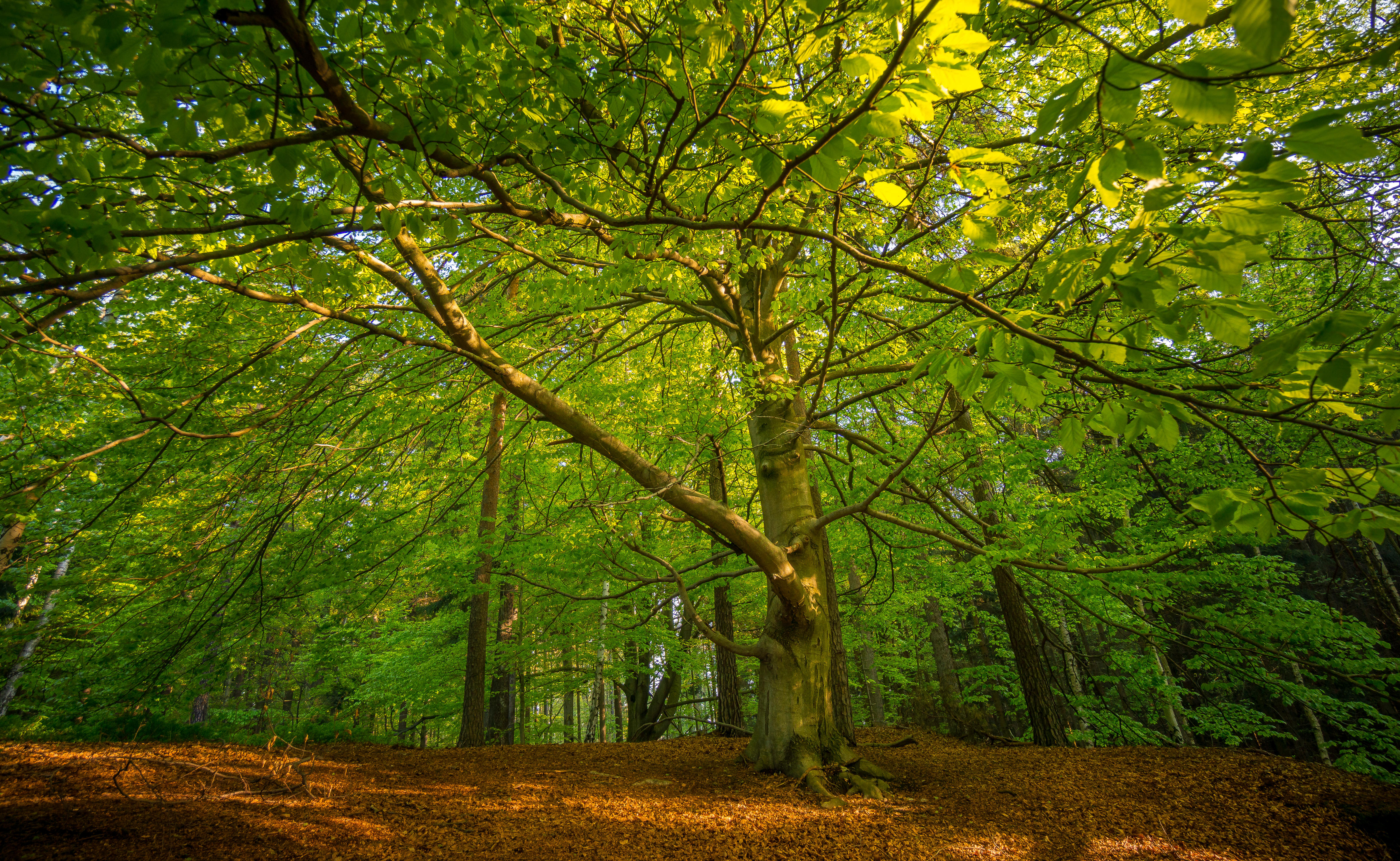 Photo free green leaves, summer forest, forest