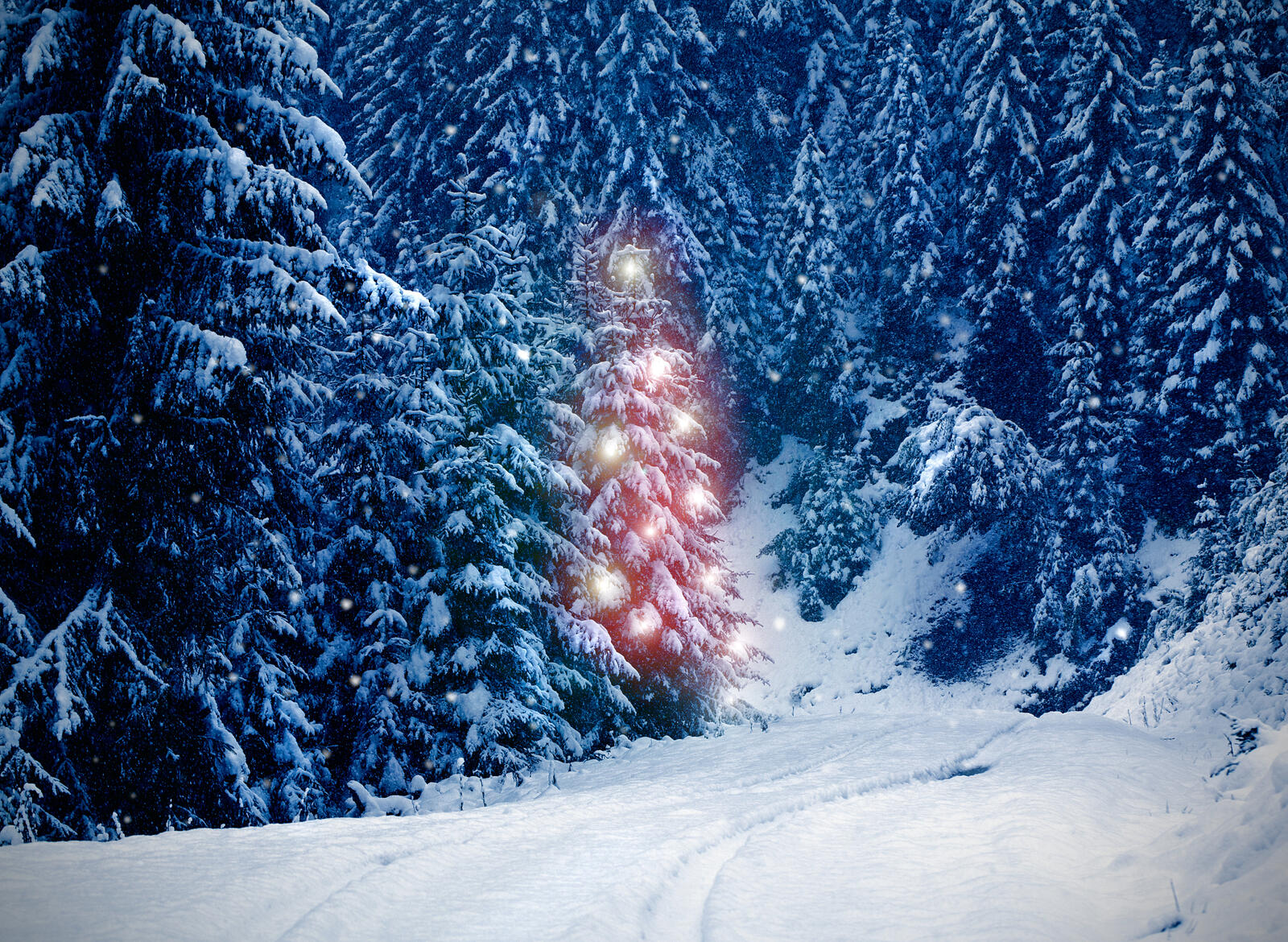 Wallpapers snowdrifts Christmas tree landscape on the desktop
