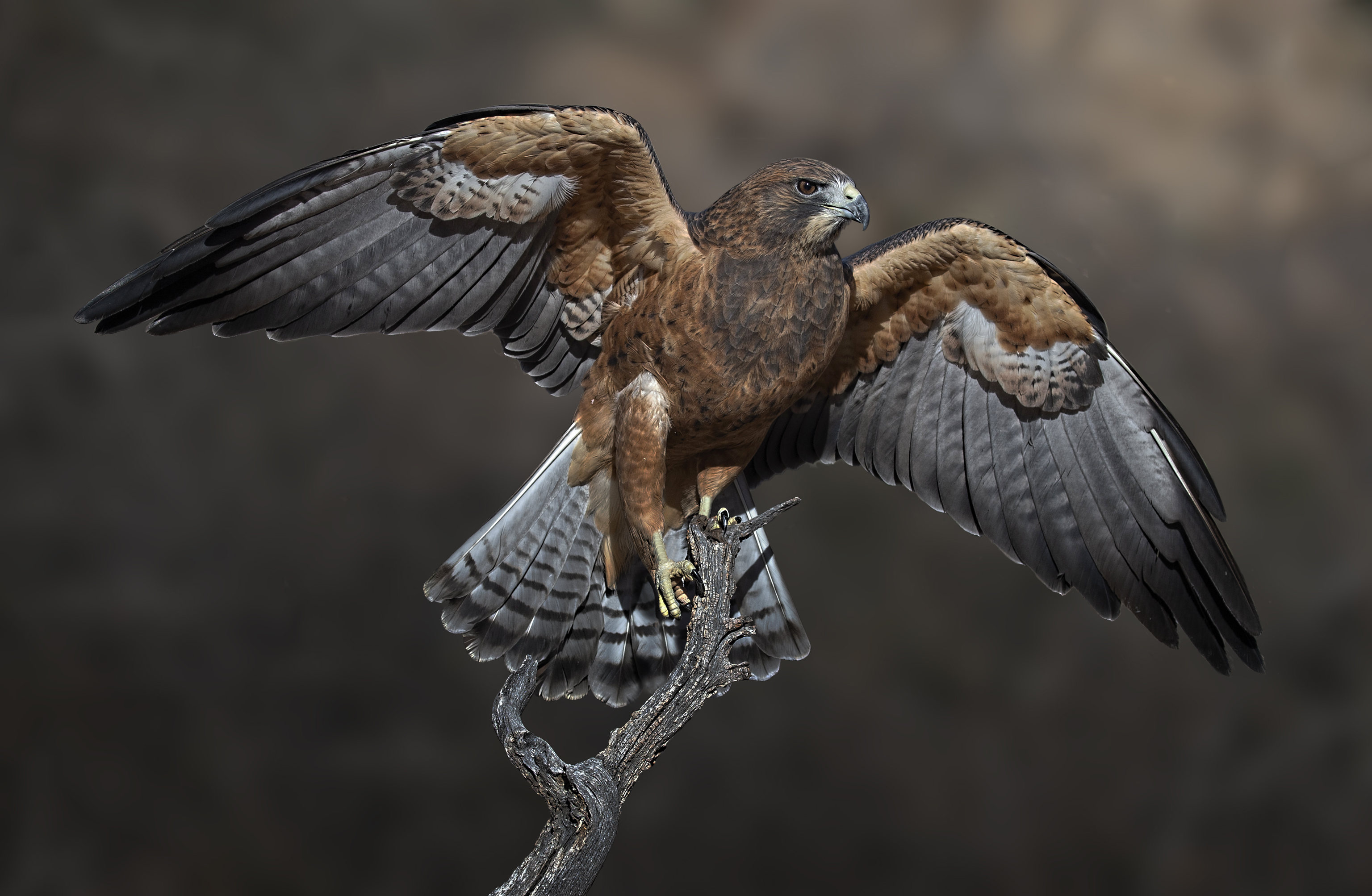 Фото бесплатно птица, Falcon, крылья