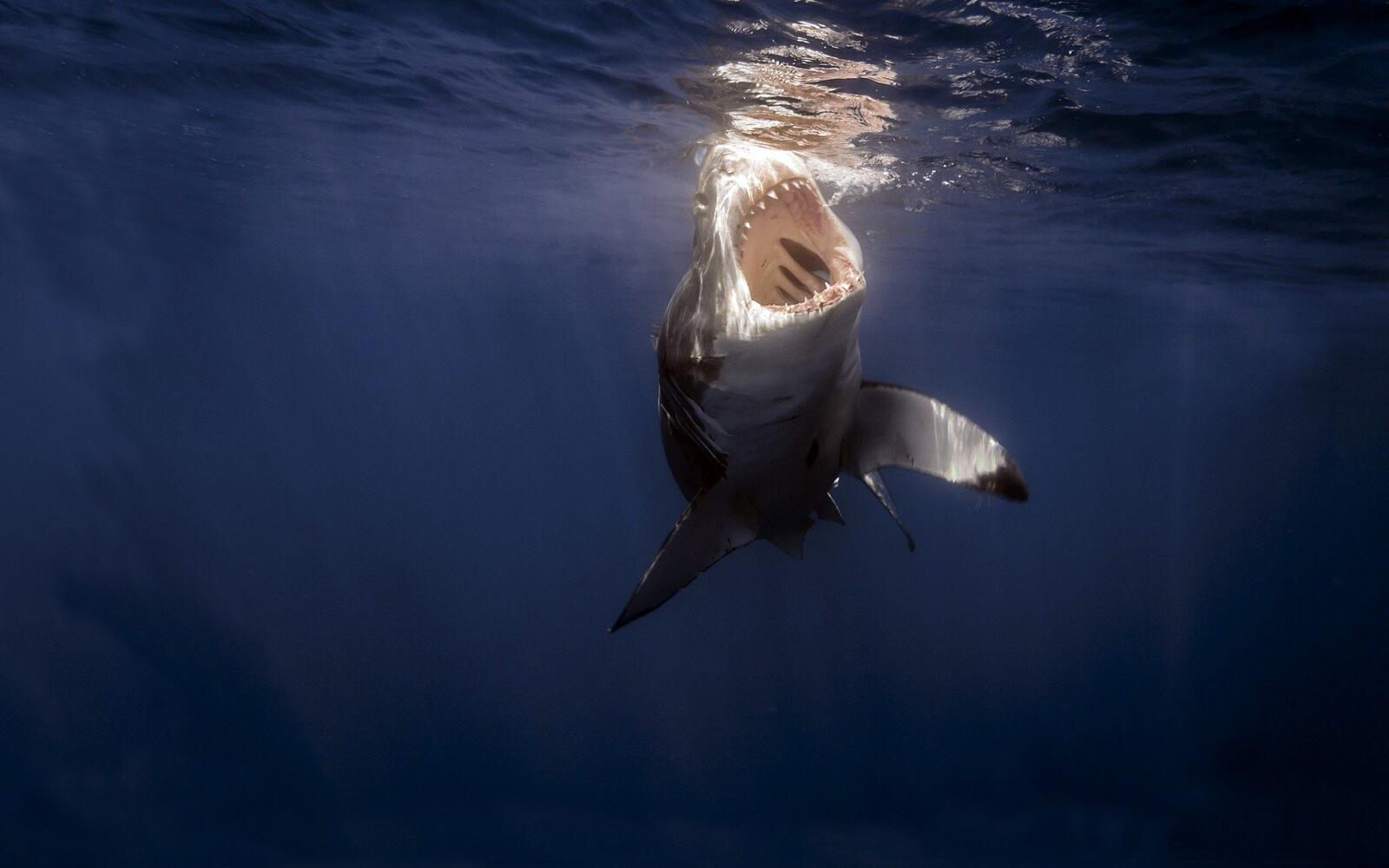 Обои ламнообразные акула морское млекопитающее на рабочий стол