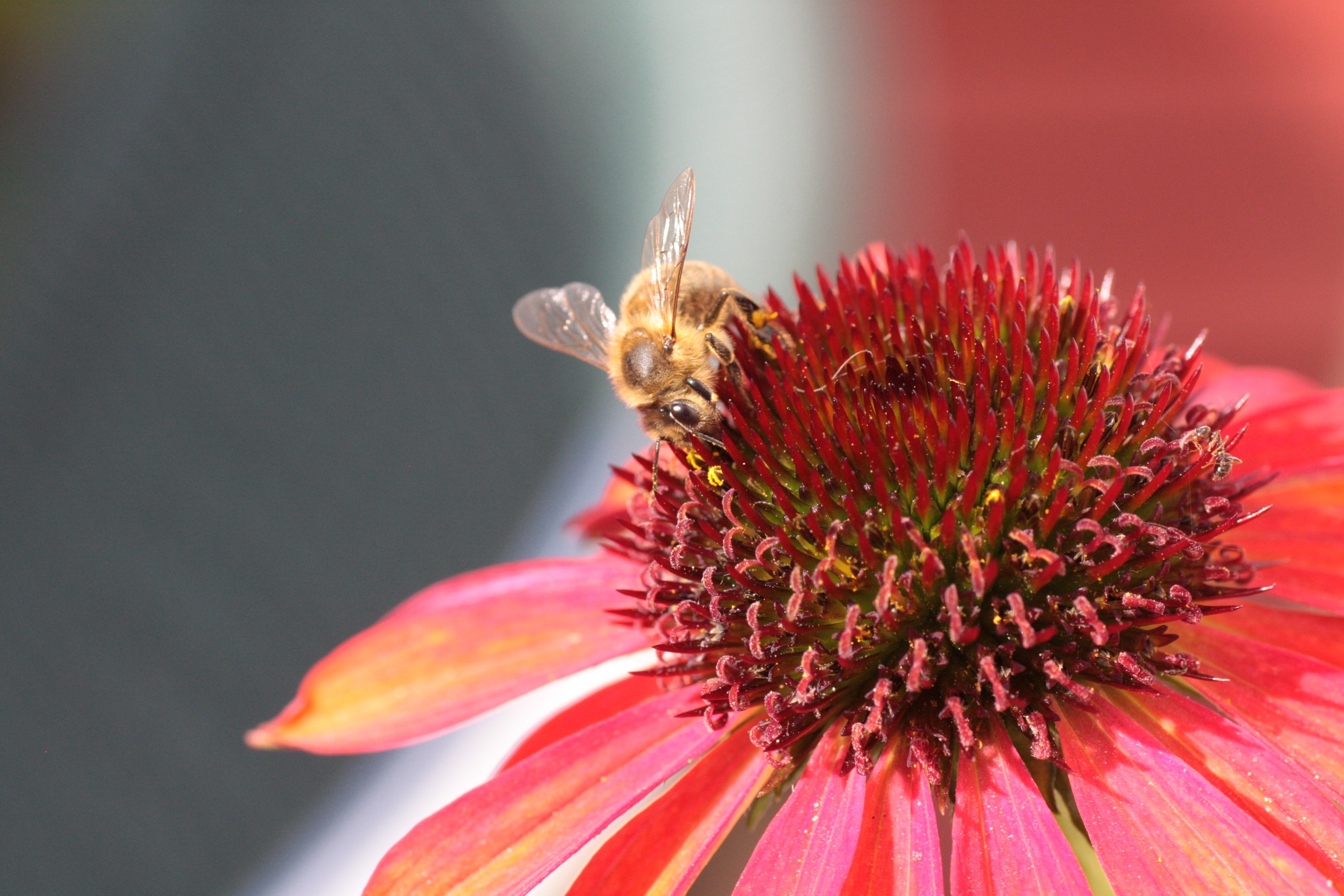 Обои обои пчела опыление цветок на рабочий стол