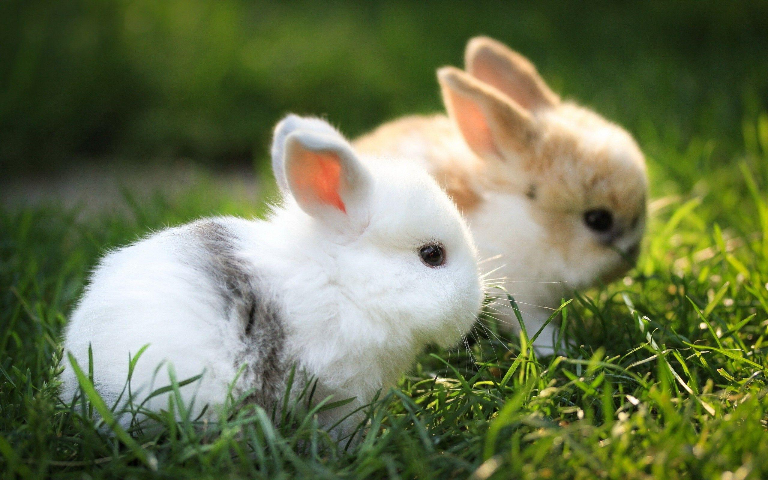 Фото бесплатно обои кролики, пушистые, размытый фон
