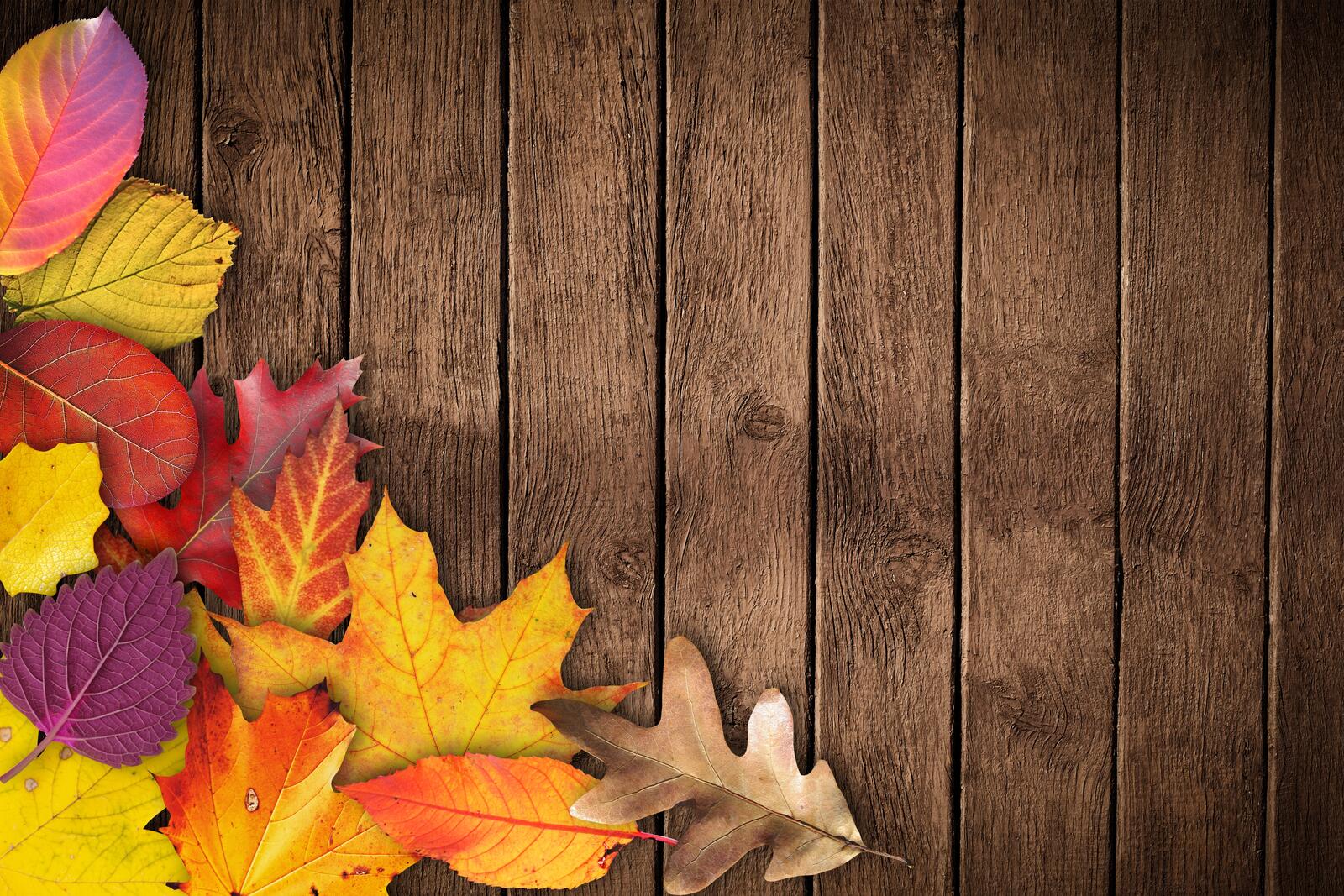 Free photo Autumn leaves on wooden background