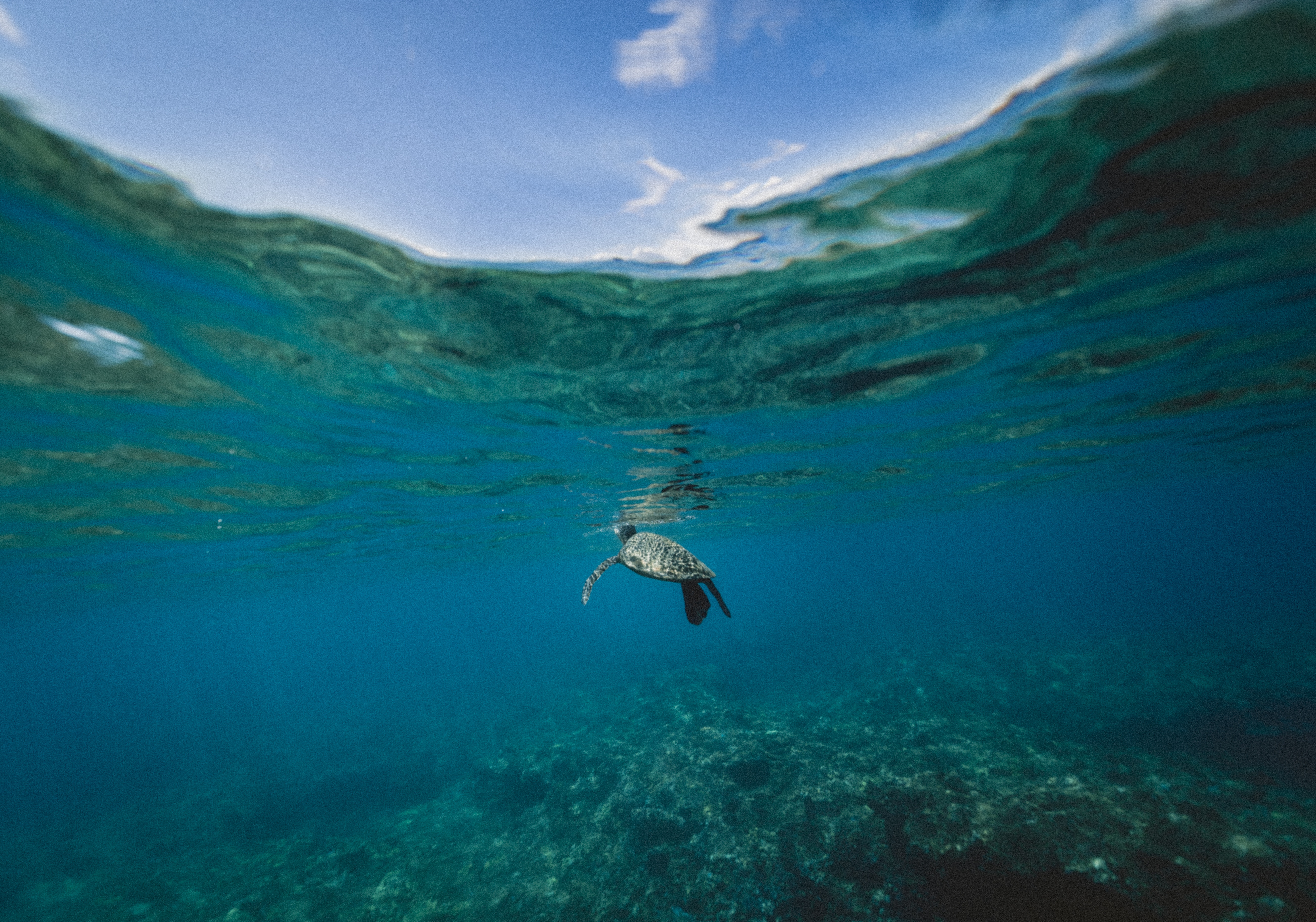 Плавающая в море черепаха 5. Океан под водой. Море под водой. Море наполовину в воде. Океанские глубины.