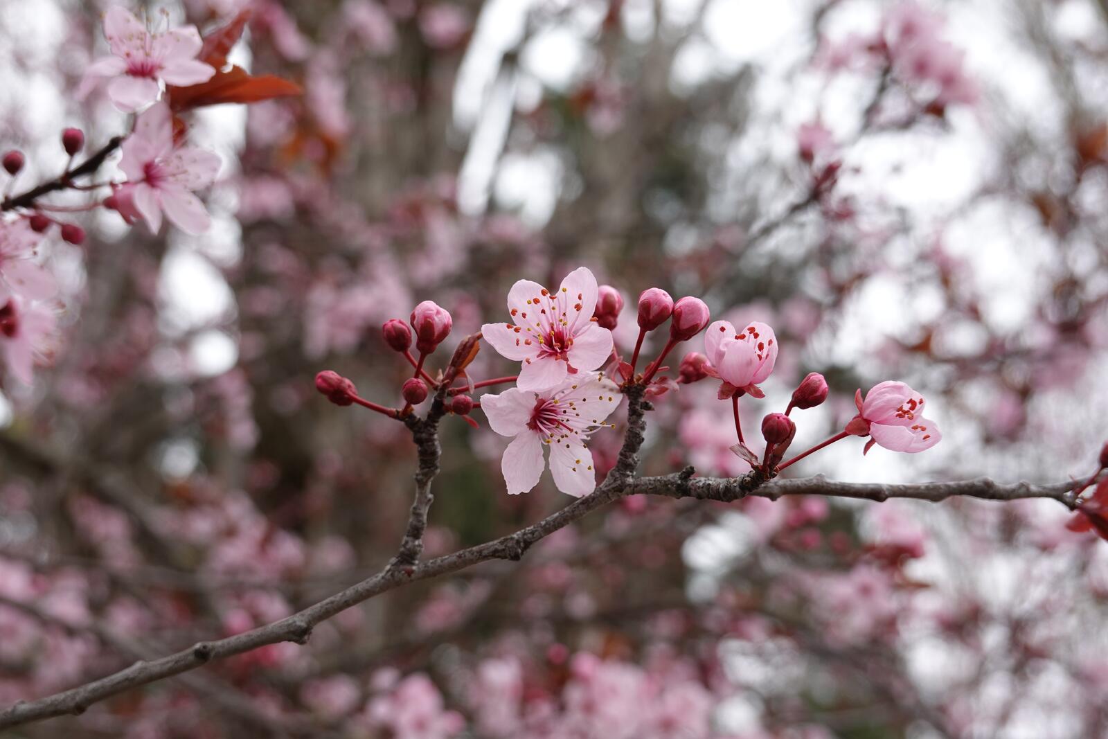 Wallpapers wallpaper cherry blossom sakura branches on the desktop