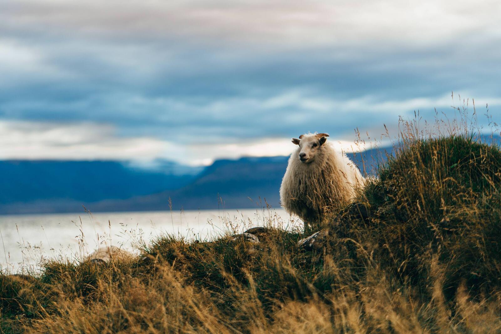 Обои обои овечка поле Исландия на рабочий стол