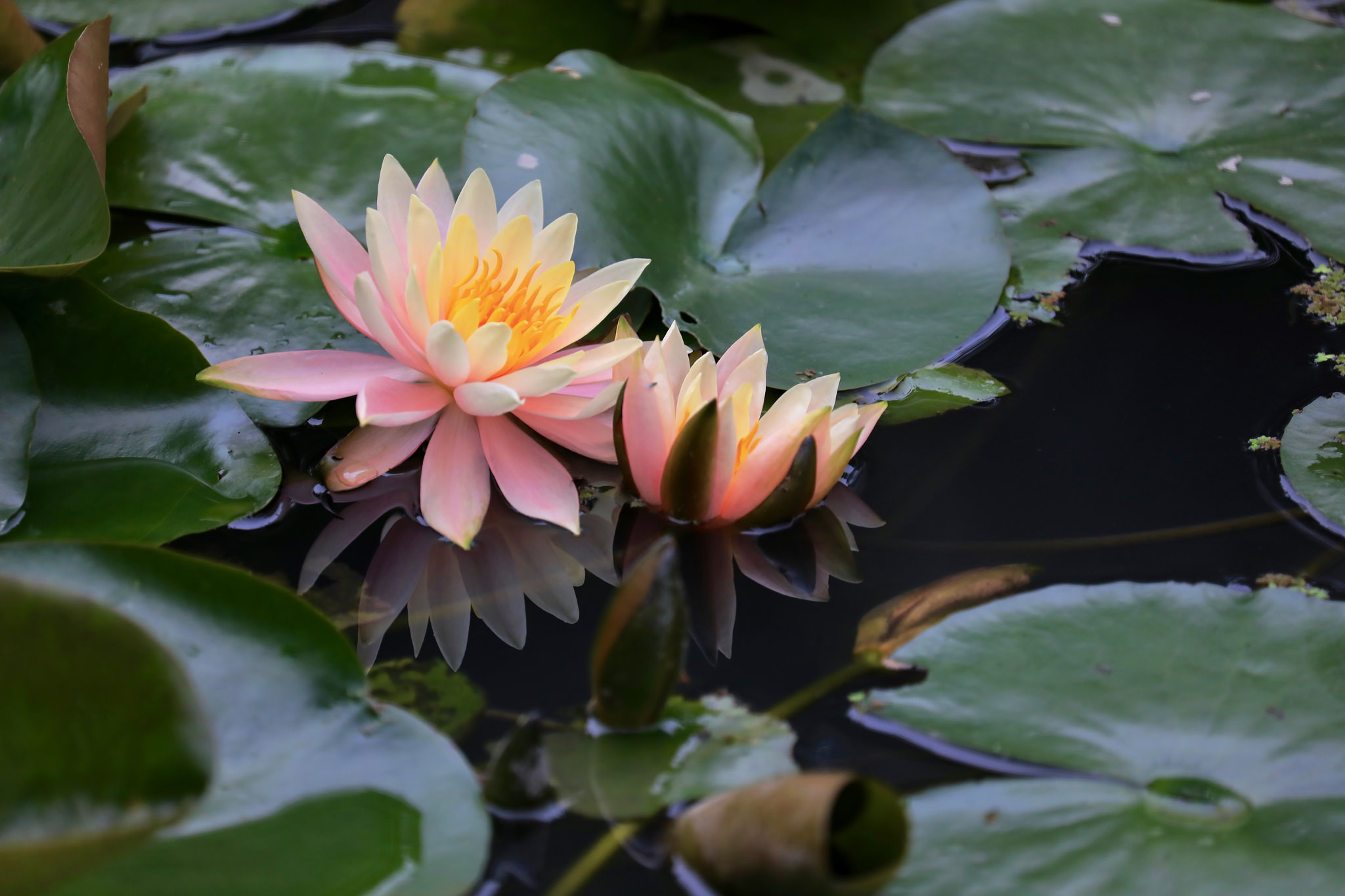 Wallpapers water lily body of water water beauty on the desktop