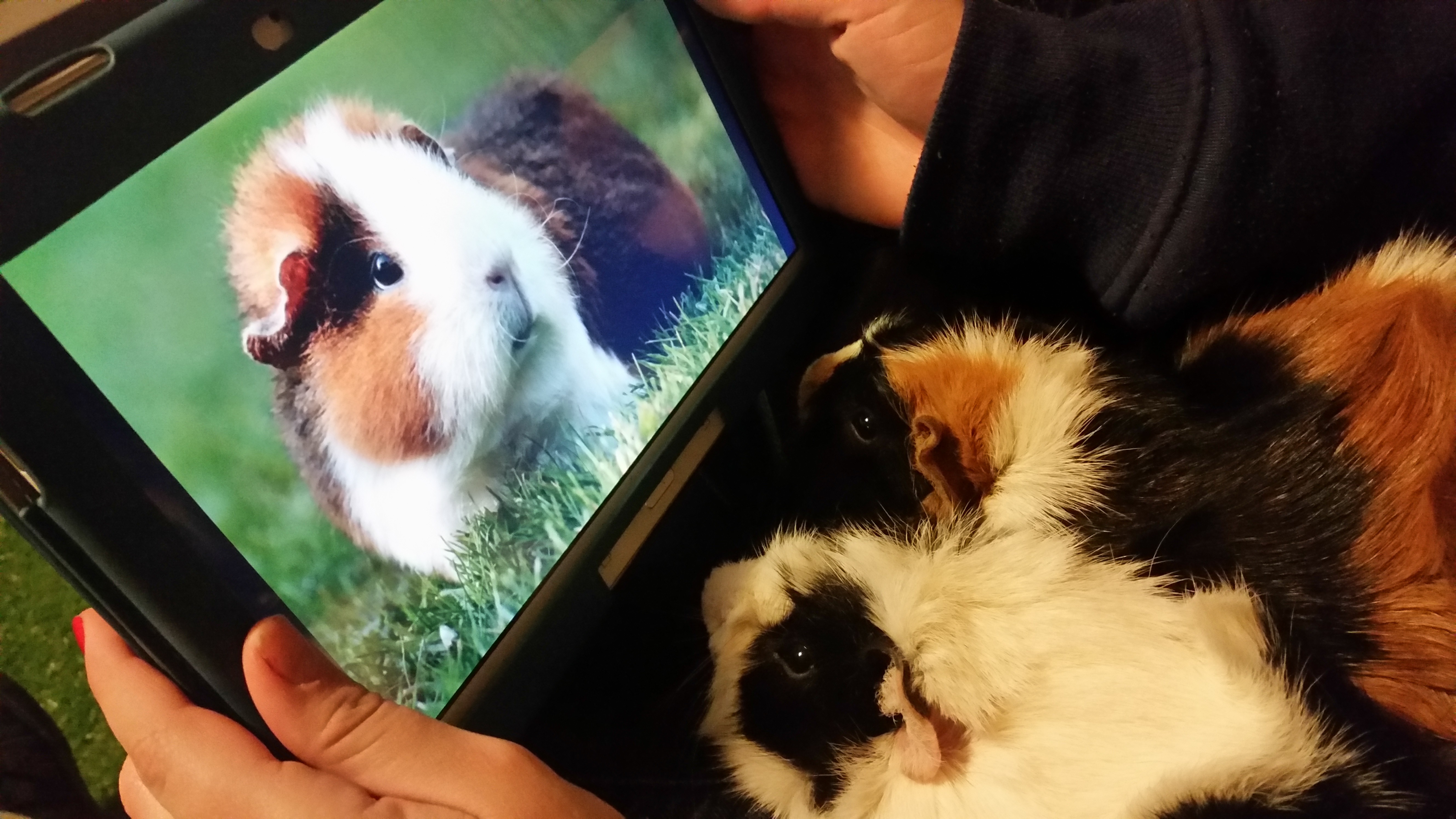 Wallpapers animals rodent guinea pig on the desktop