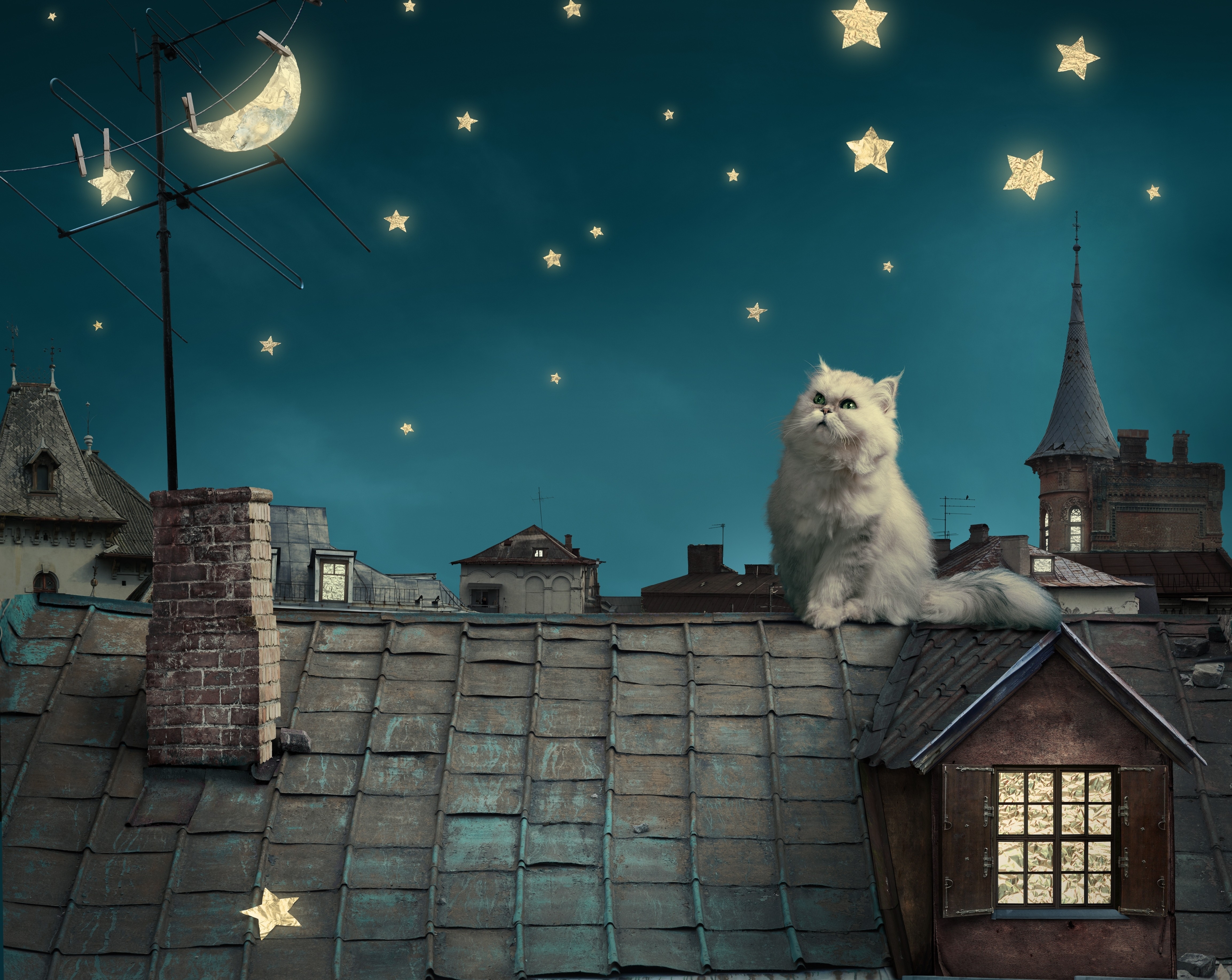 Фото бесплатно белый кот, луна, обои белый кот