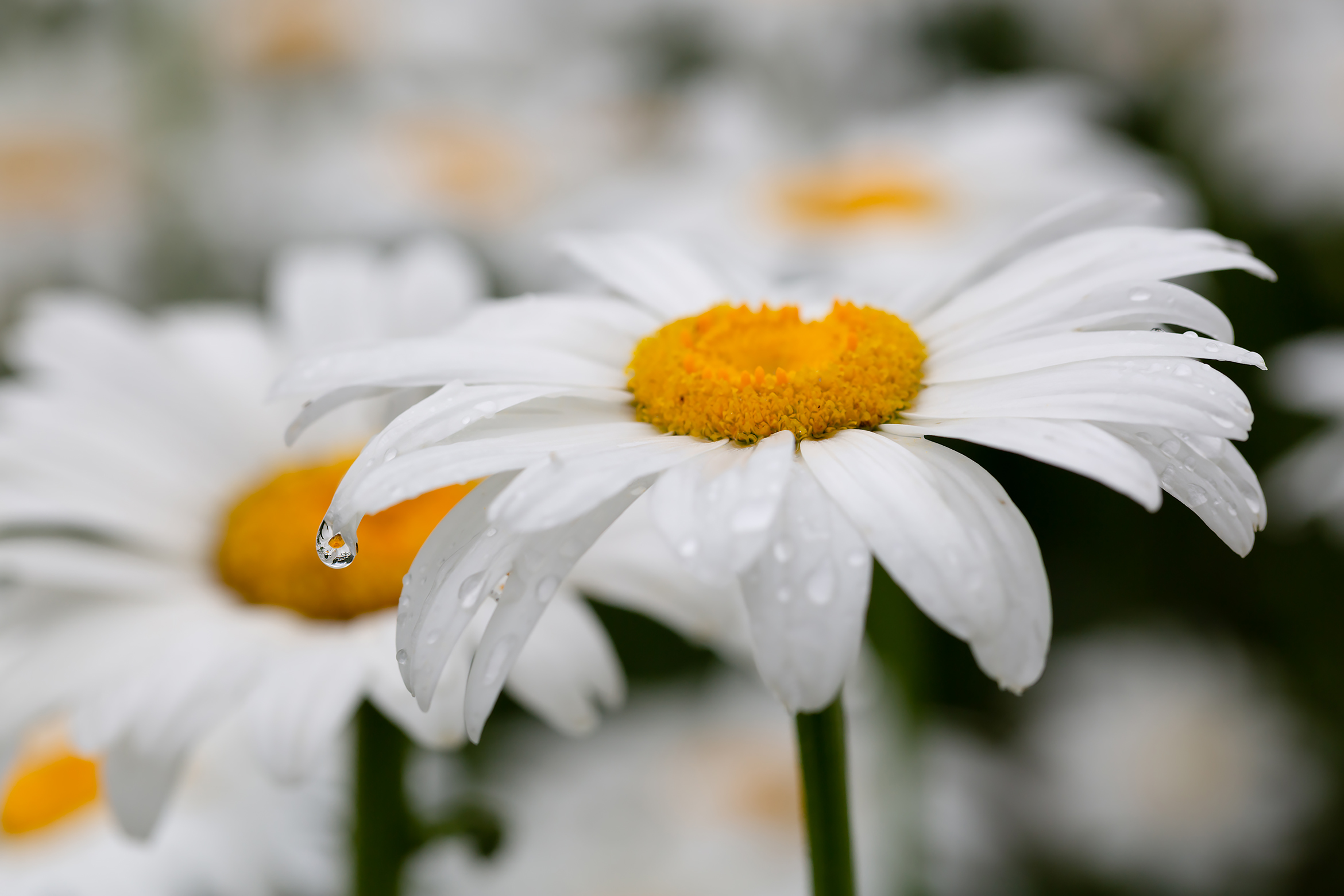 免费照片菊花上的雨滴