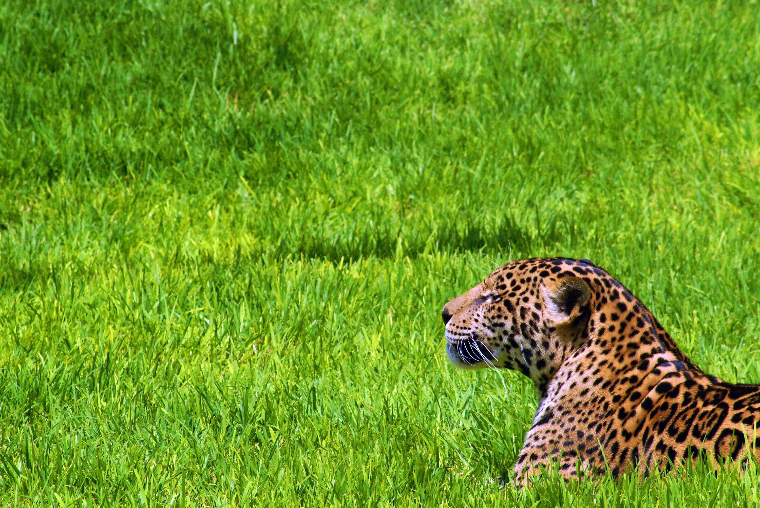 Фото бесплатно Ягуар, трава, сидеть
