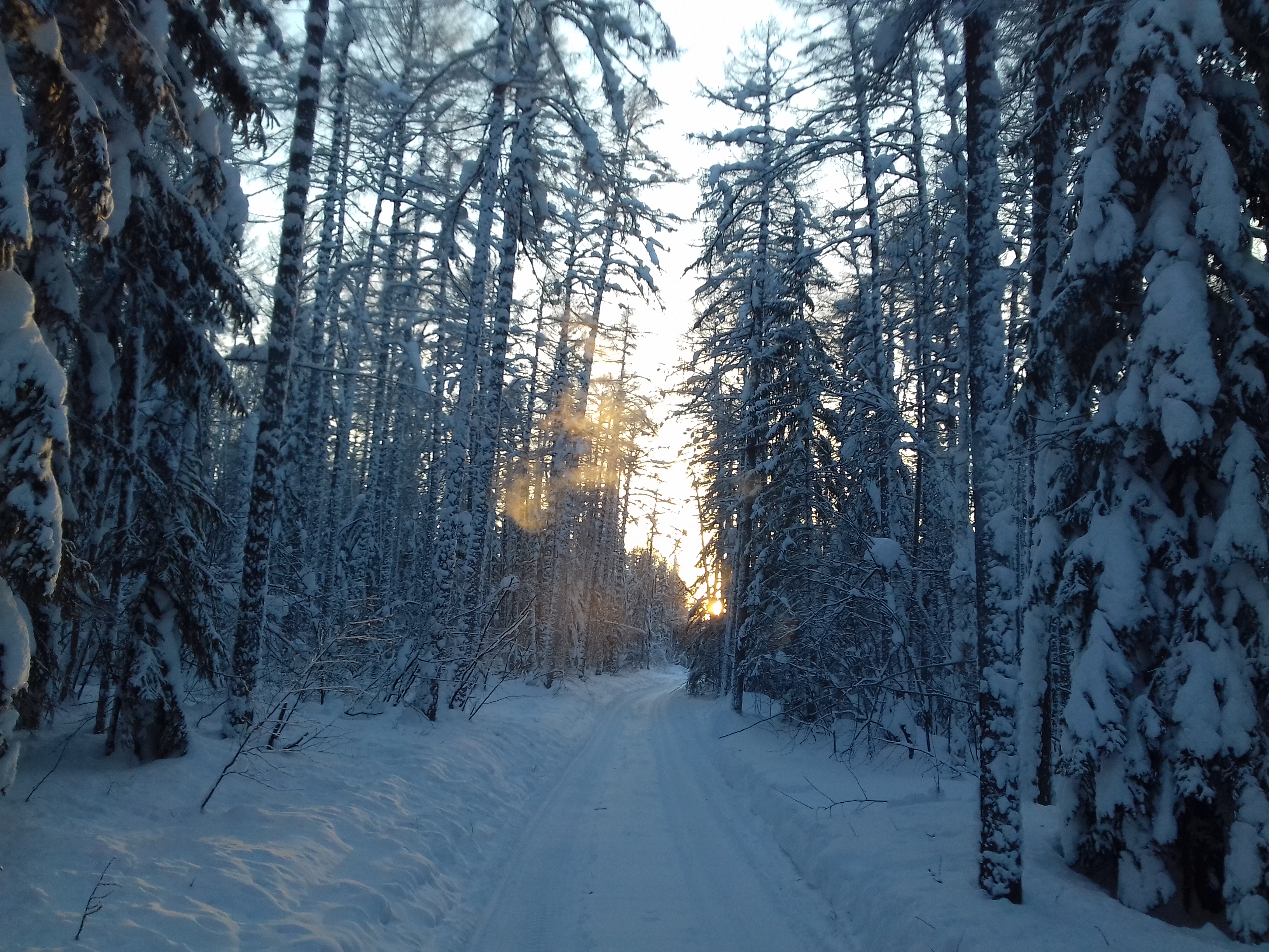 Фото бесплатно снежная дорога, зимняя дорога, хвойный лес