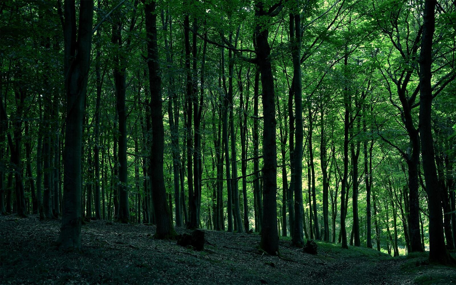 Free photo It`s dark in the summer woods