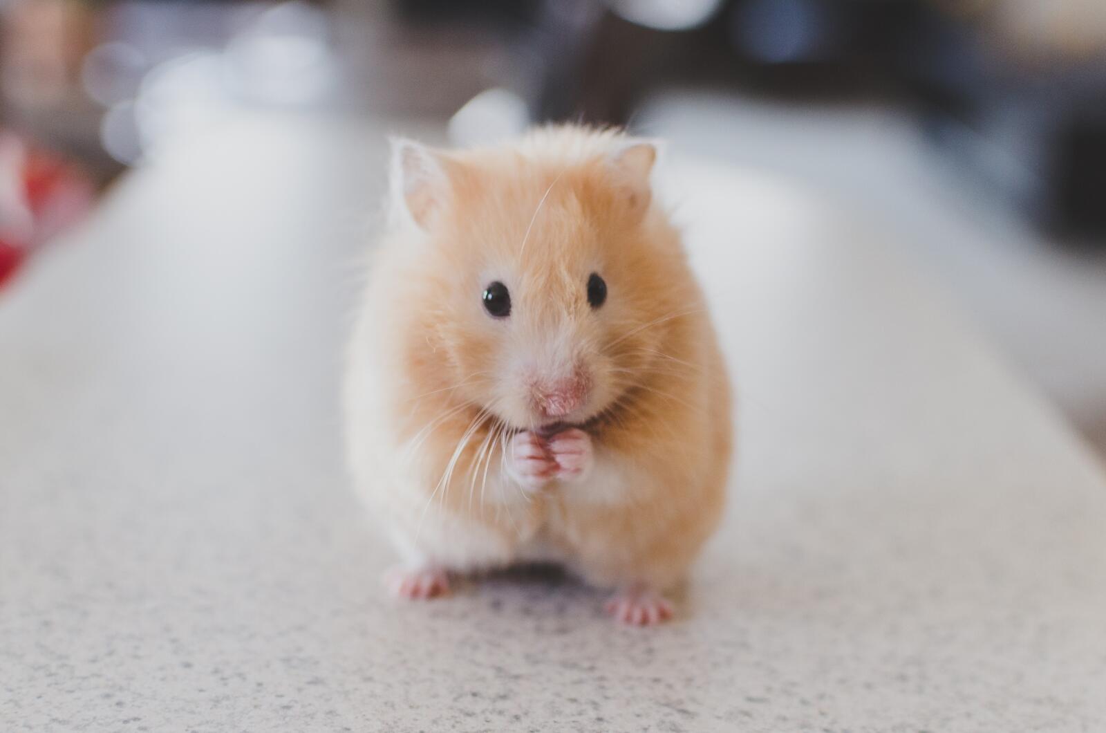 Free photo Red hamster