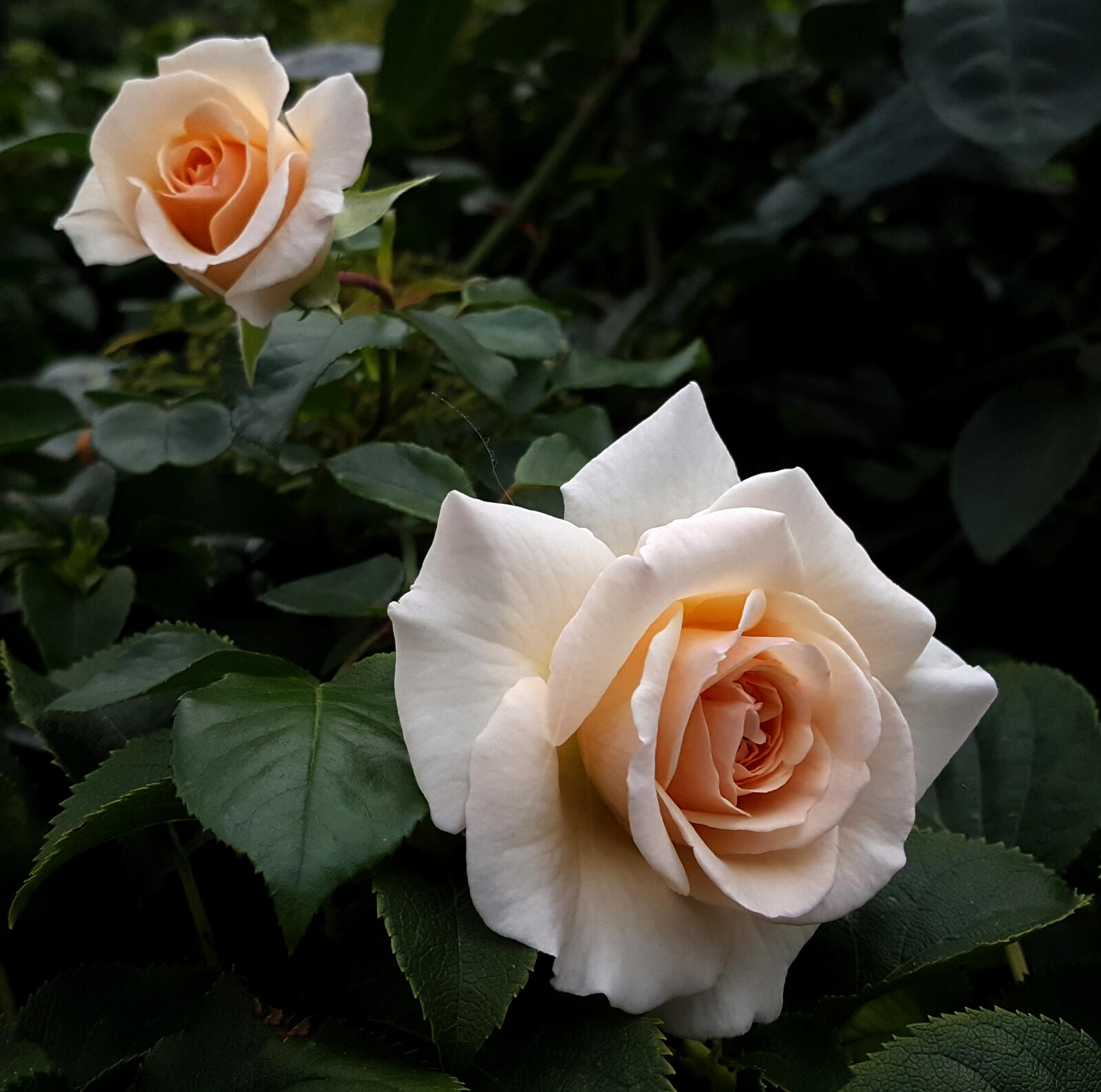 Обои роза две розы белые розы на рабочий стол