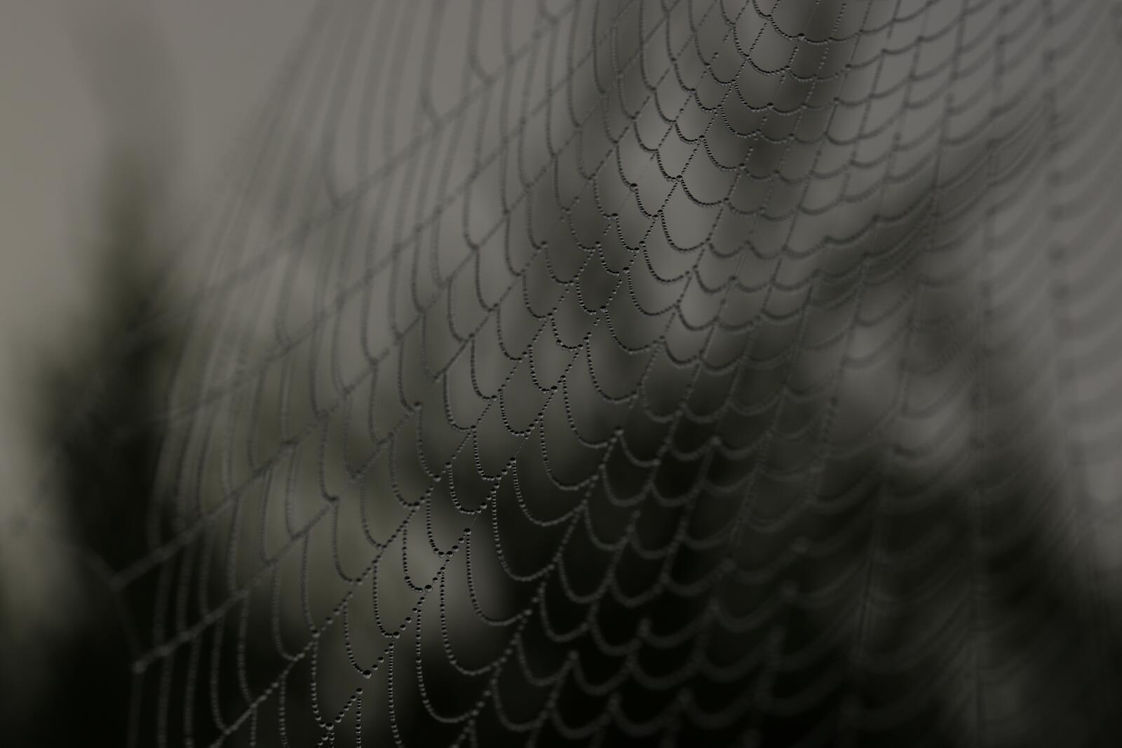 Wallpapers eerie spider web close-up on the desktop