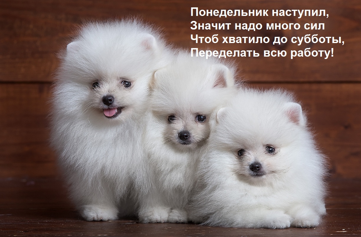 A postcard on the subject of dogs white fluffy for free