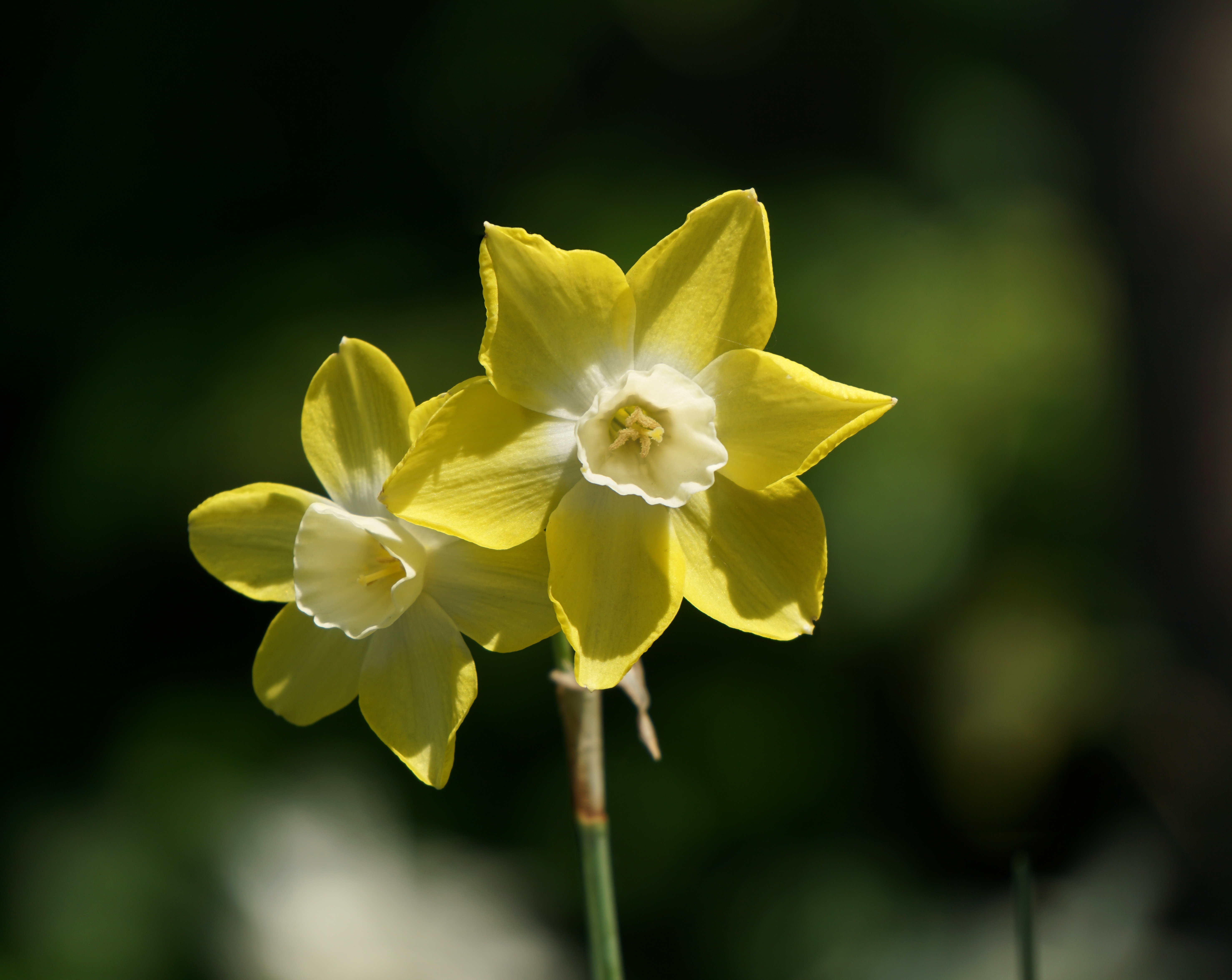 Photo free flower, two, yellow