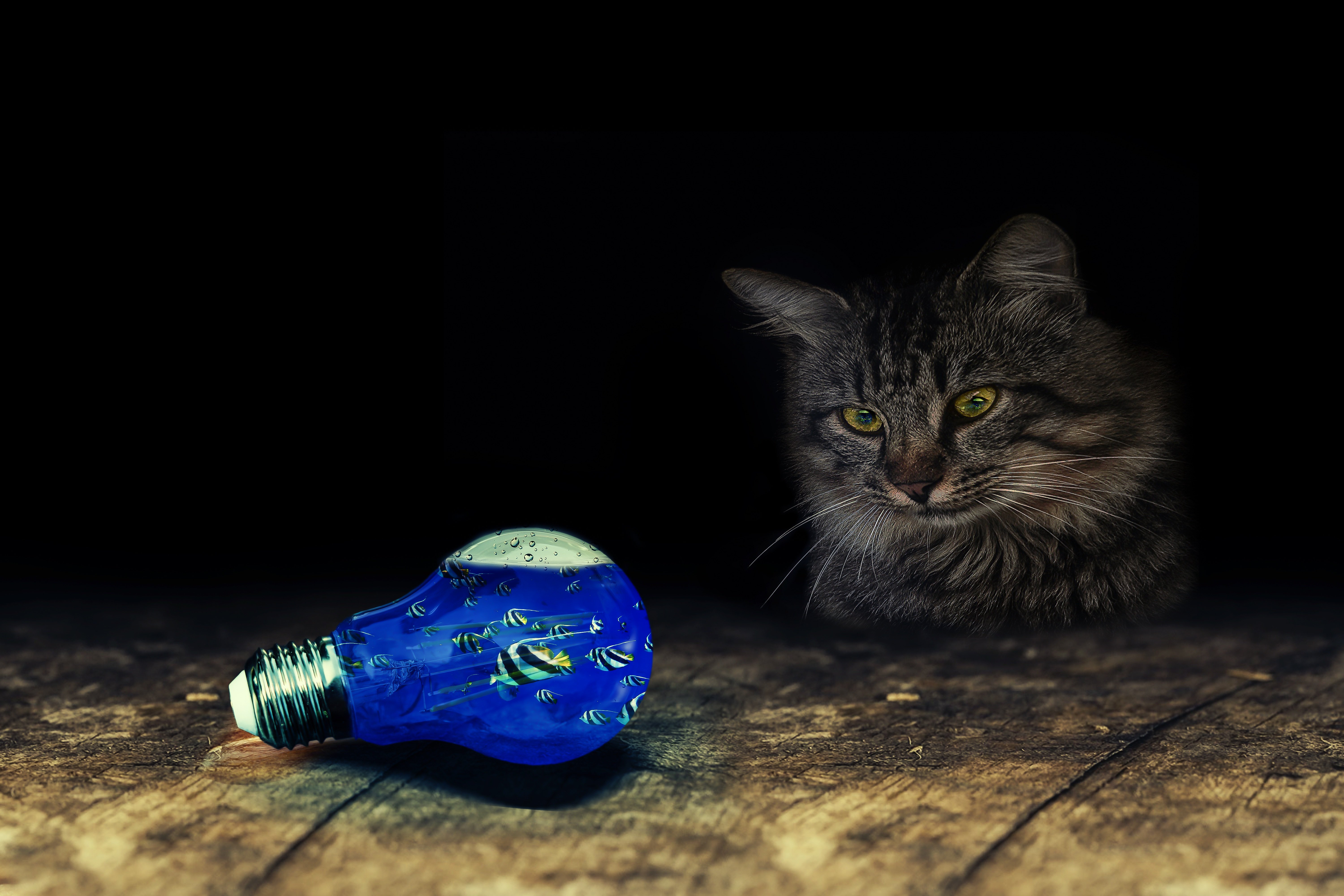 Котик с лампочкой синий