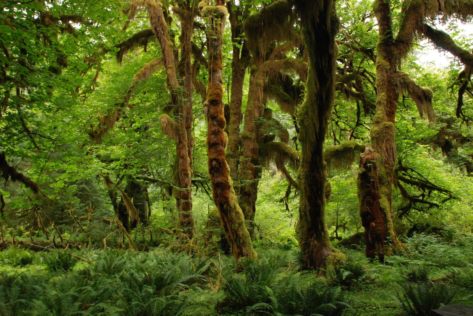 Обои тропический лес растение зелёный на рабочий стол