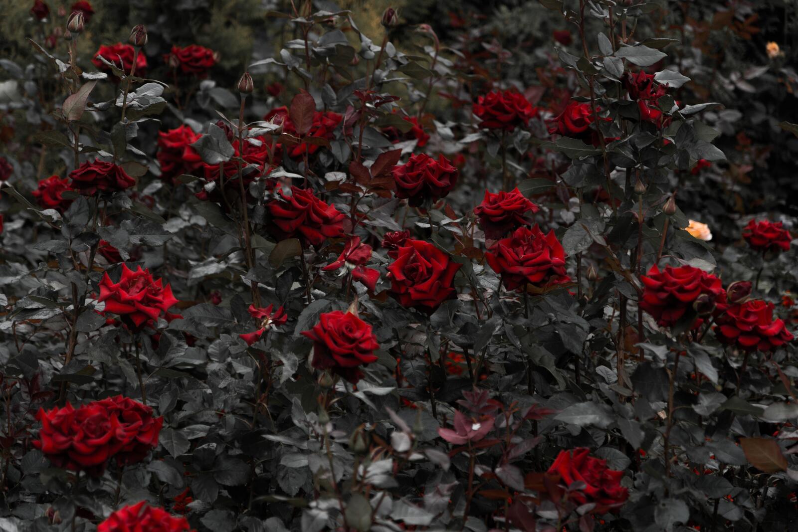 Wallpapers red roses garden leaves on the desktop