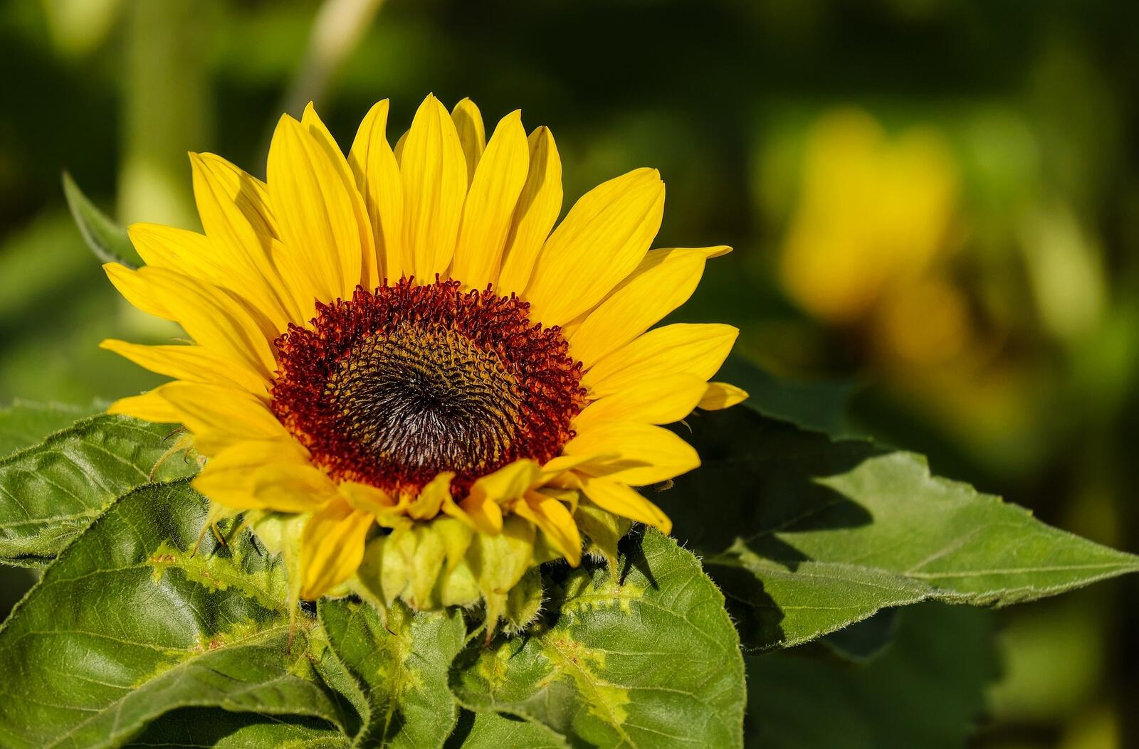 Free photo Sunflower close-up