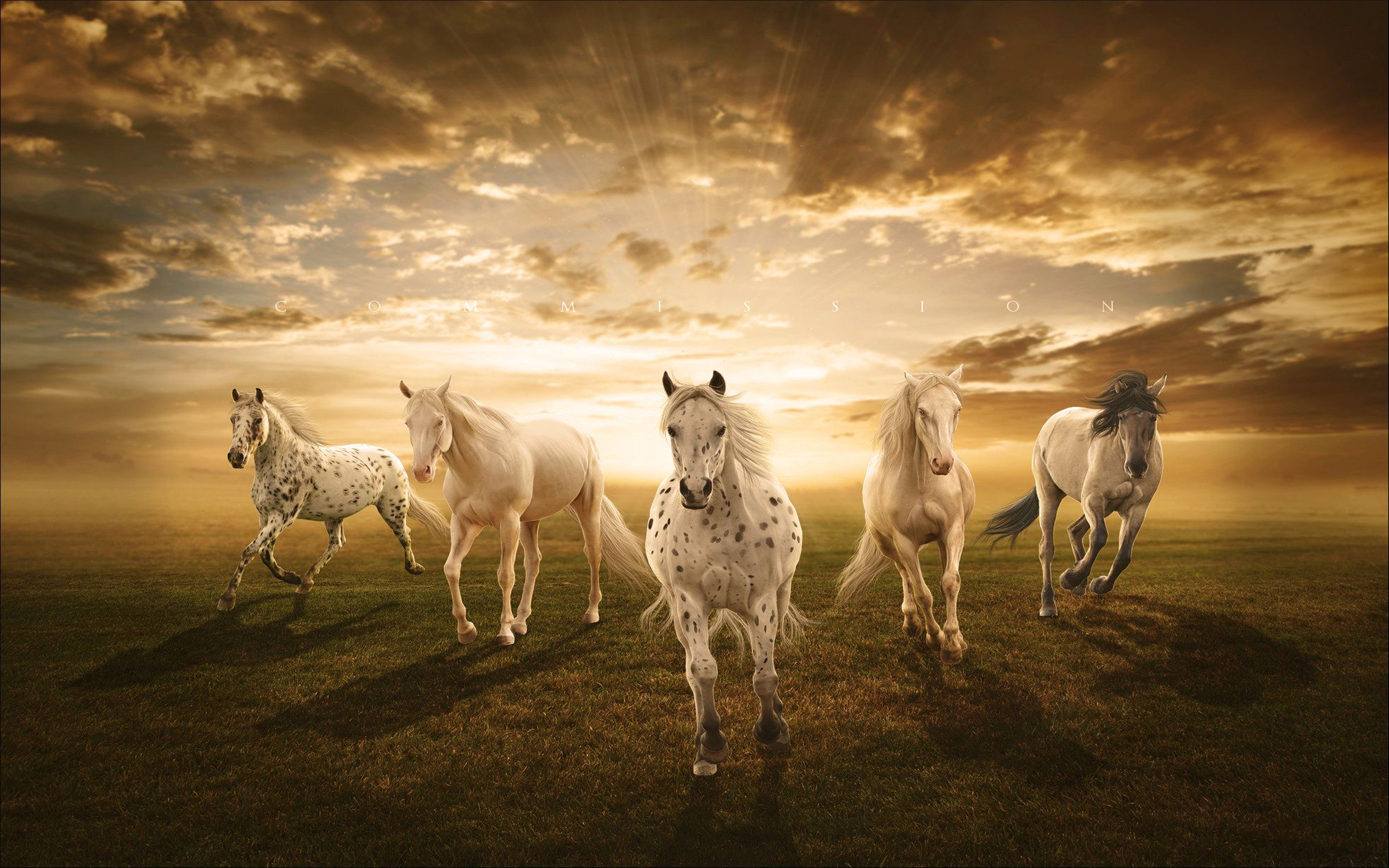 Wallpapers sky horses horse on the desktop