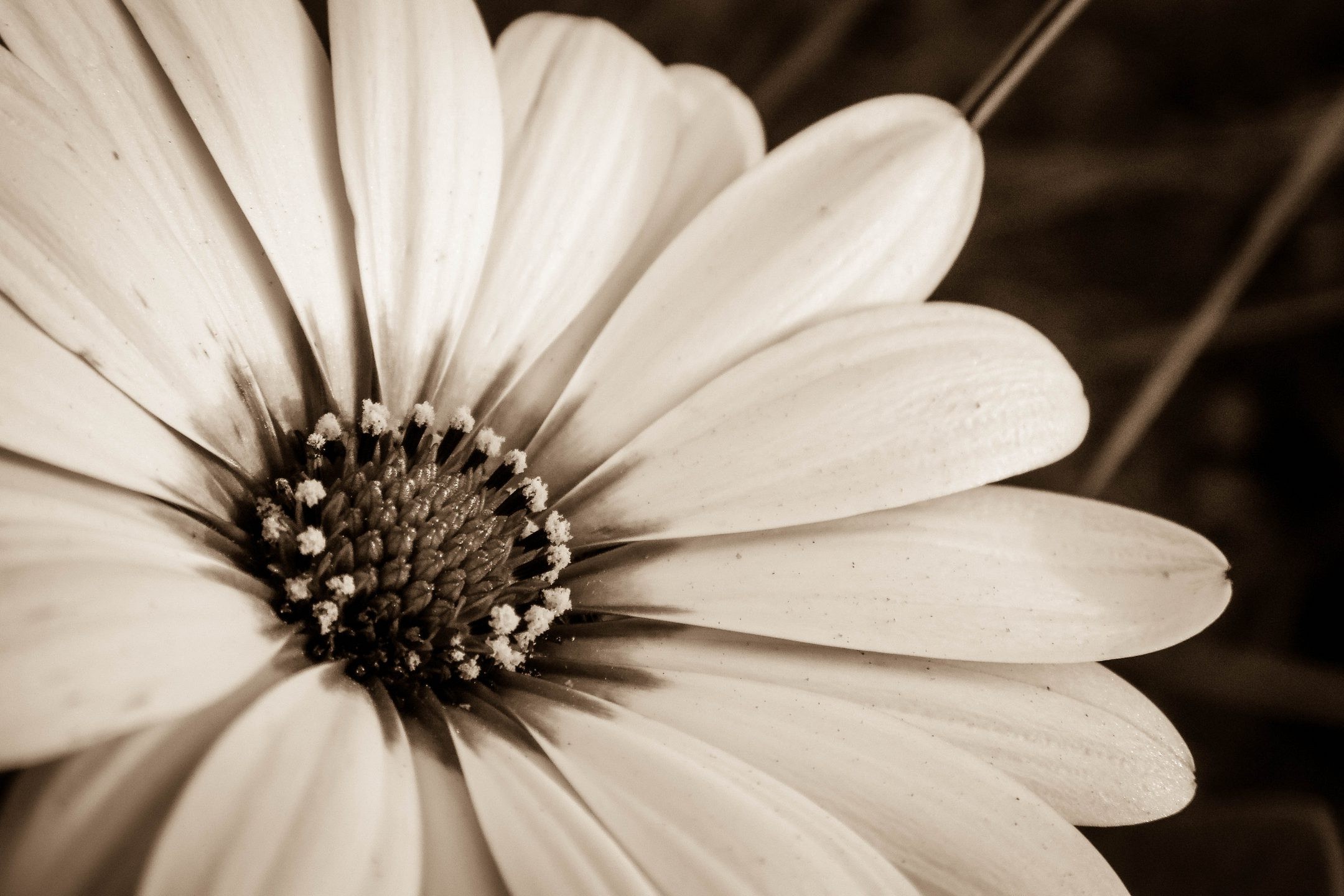 Wallpapers flowers nature sepia on the desktop