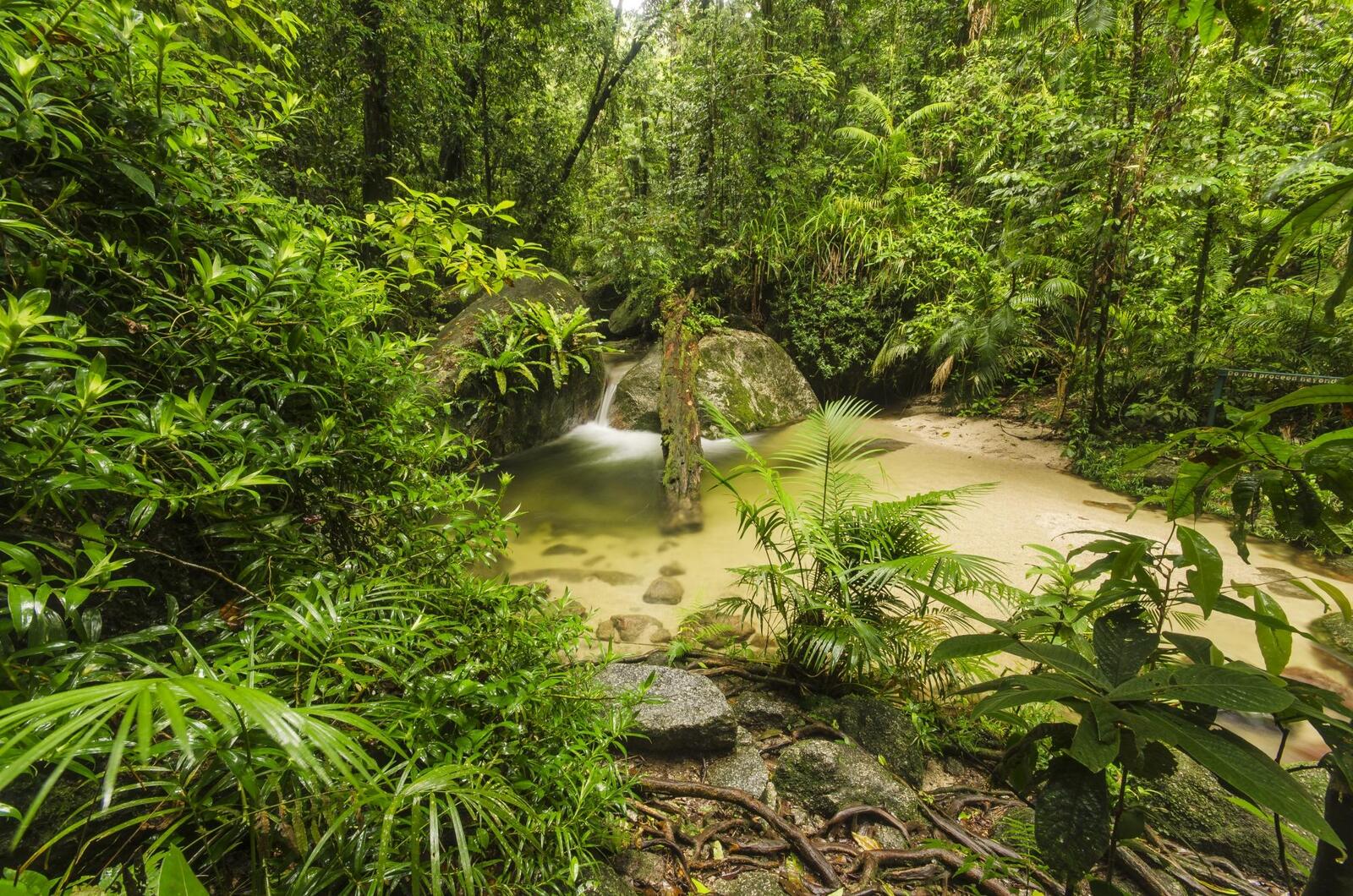 Обои Моссман-Ущелье Австралия Тропический лес на рабочий стол