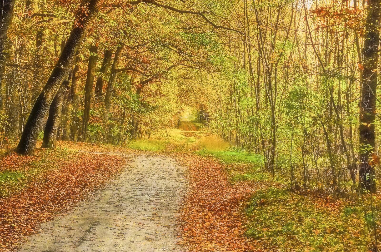 Обои дорога в лесу пейзаж осенние листья на рабочий стол
