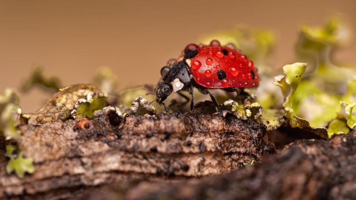 A ladybug covered in raindrops.