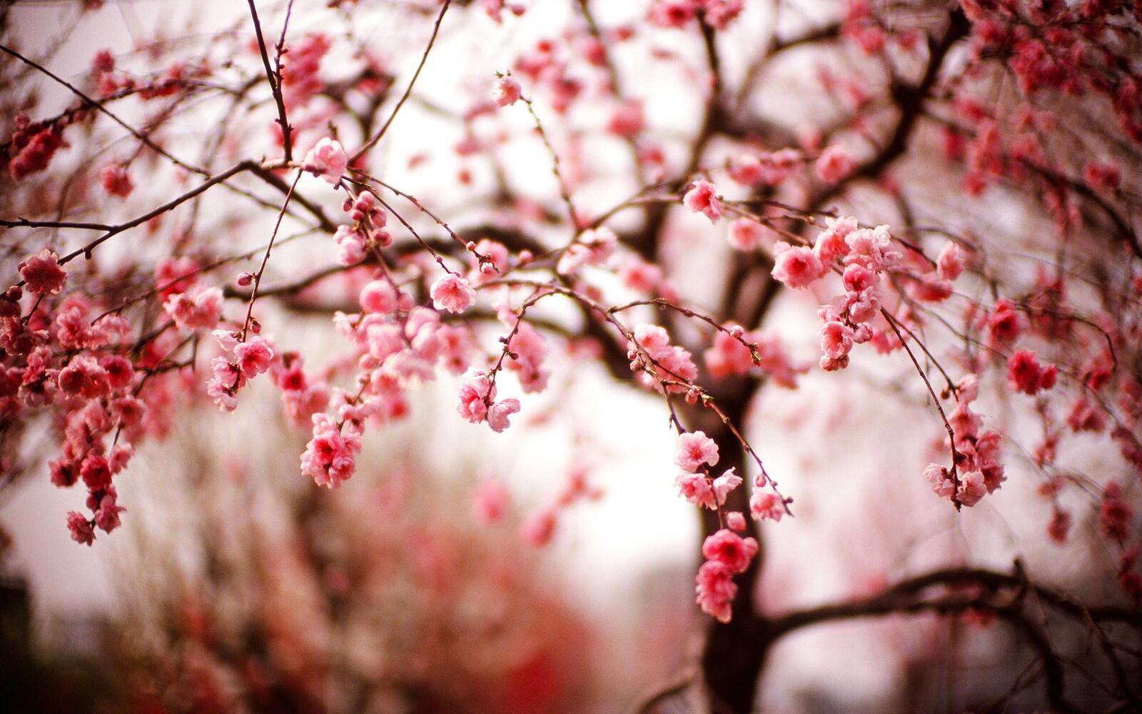 Wallpapers wallpaper cherry blossom branches blurred on the desktop