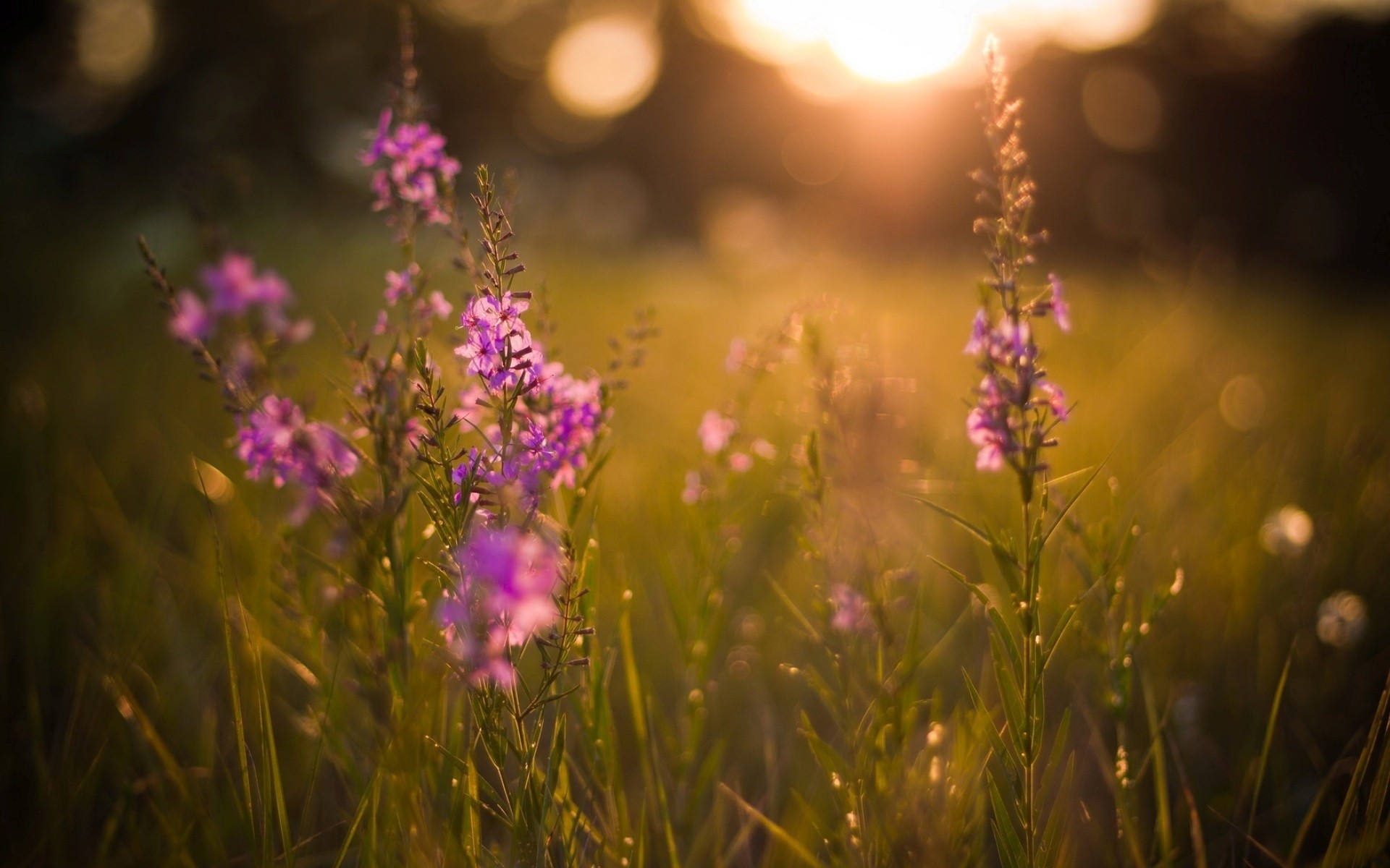 Фото бесплатно обои фиолетовые цветы, размытый фон, поле