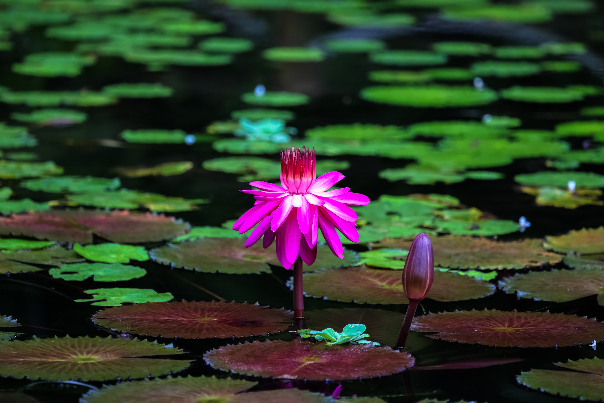 Wallpapers body of water water-lilies flora on the desktop