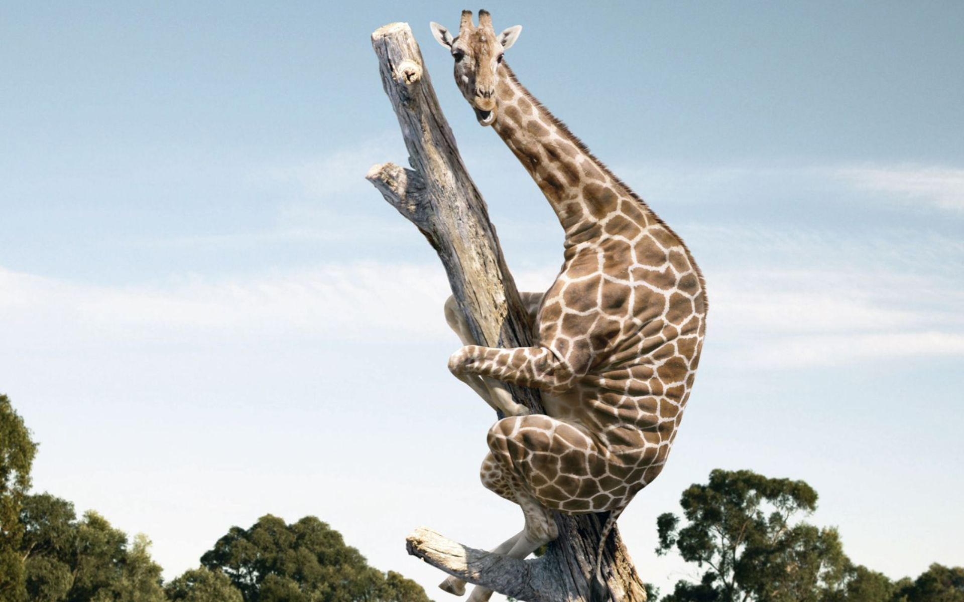 Бесплатное фото Испуганный жираф