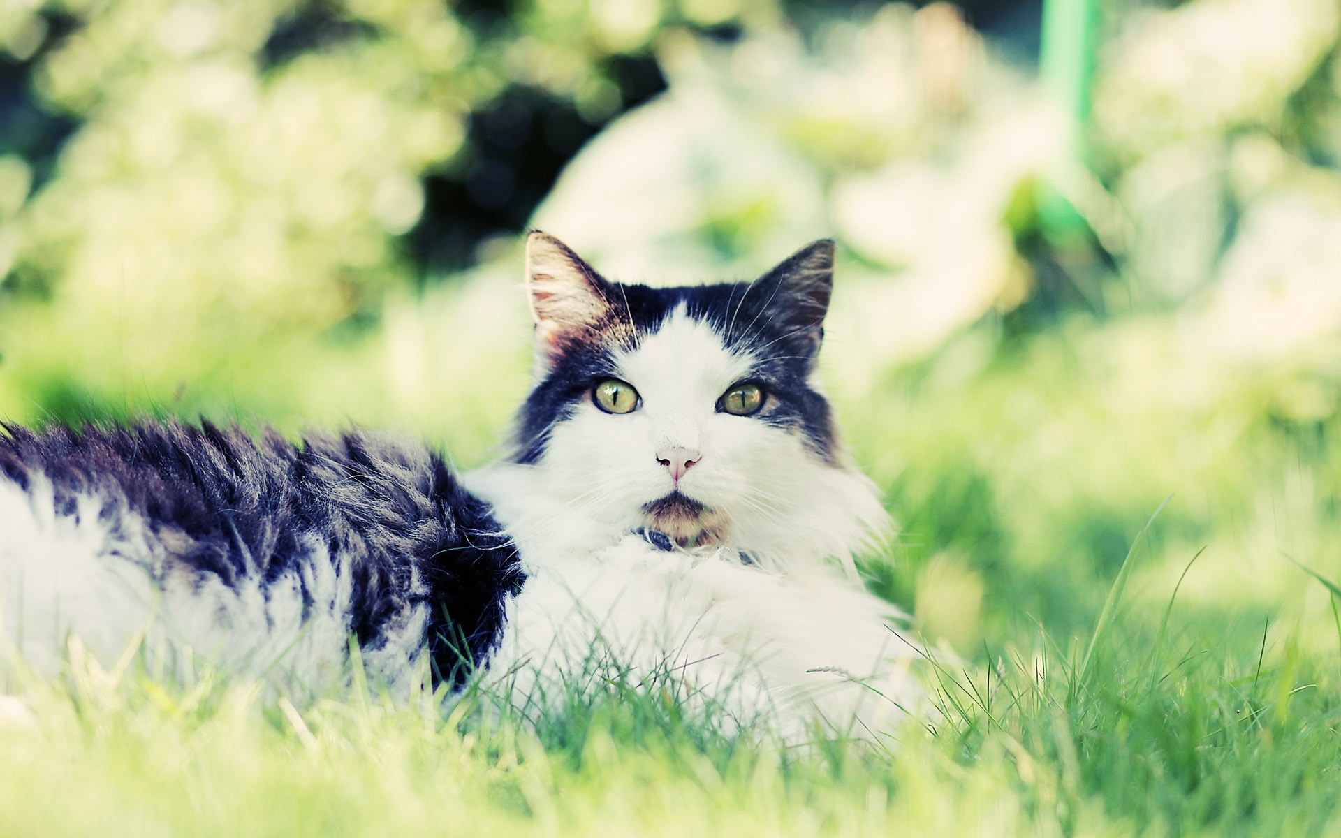 Фото бесплатно кошка, пушистые, трава