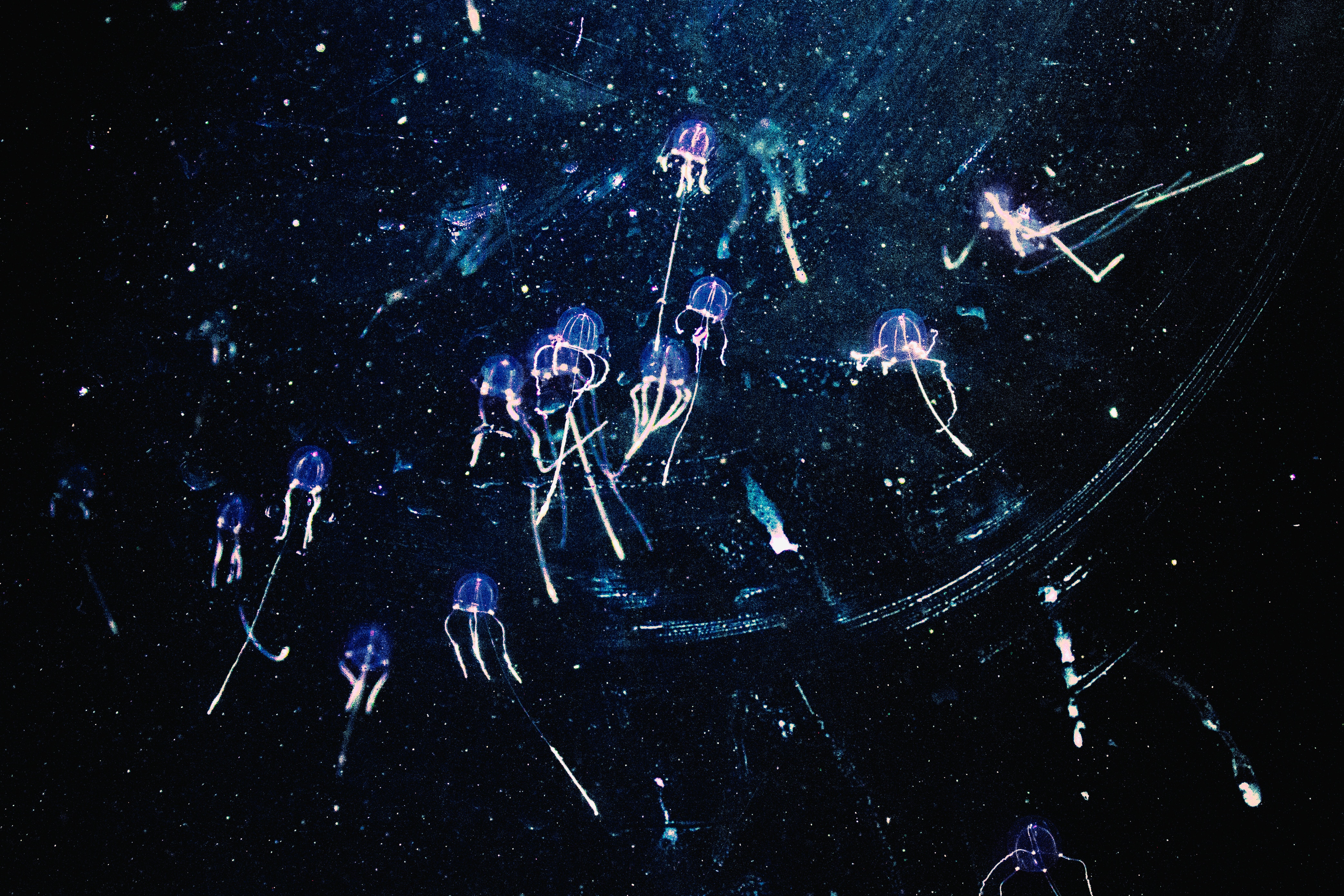 Медузы · бесплатное фото