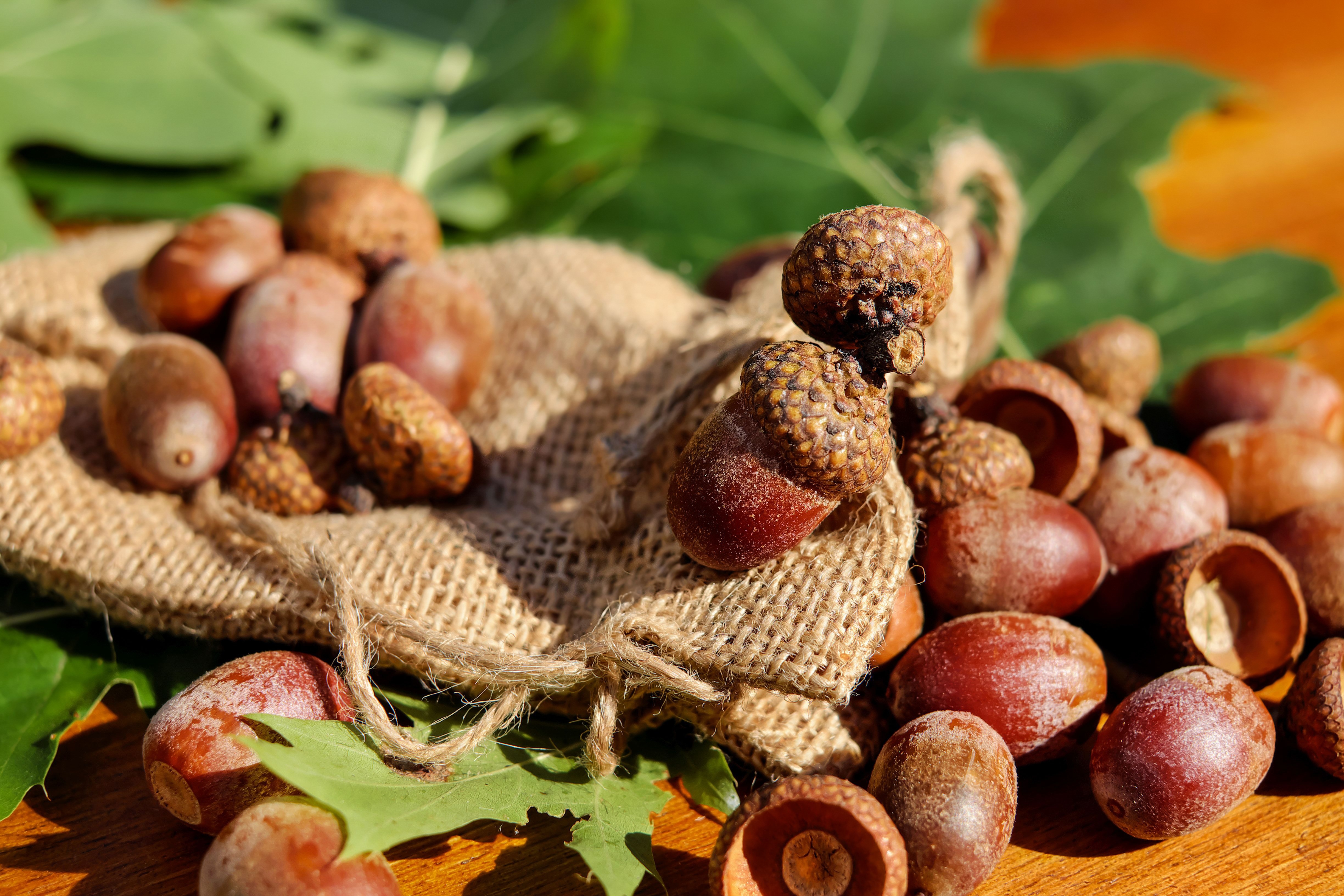Фото бесплатно листья, орехи, обои желуди