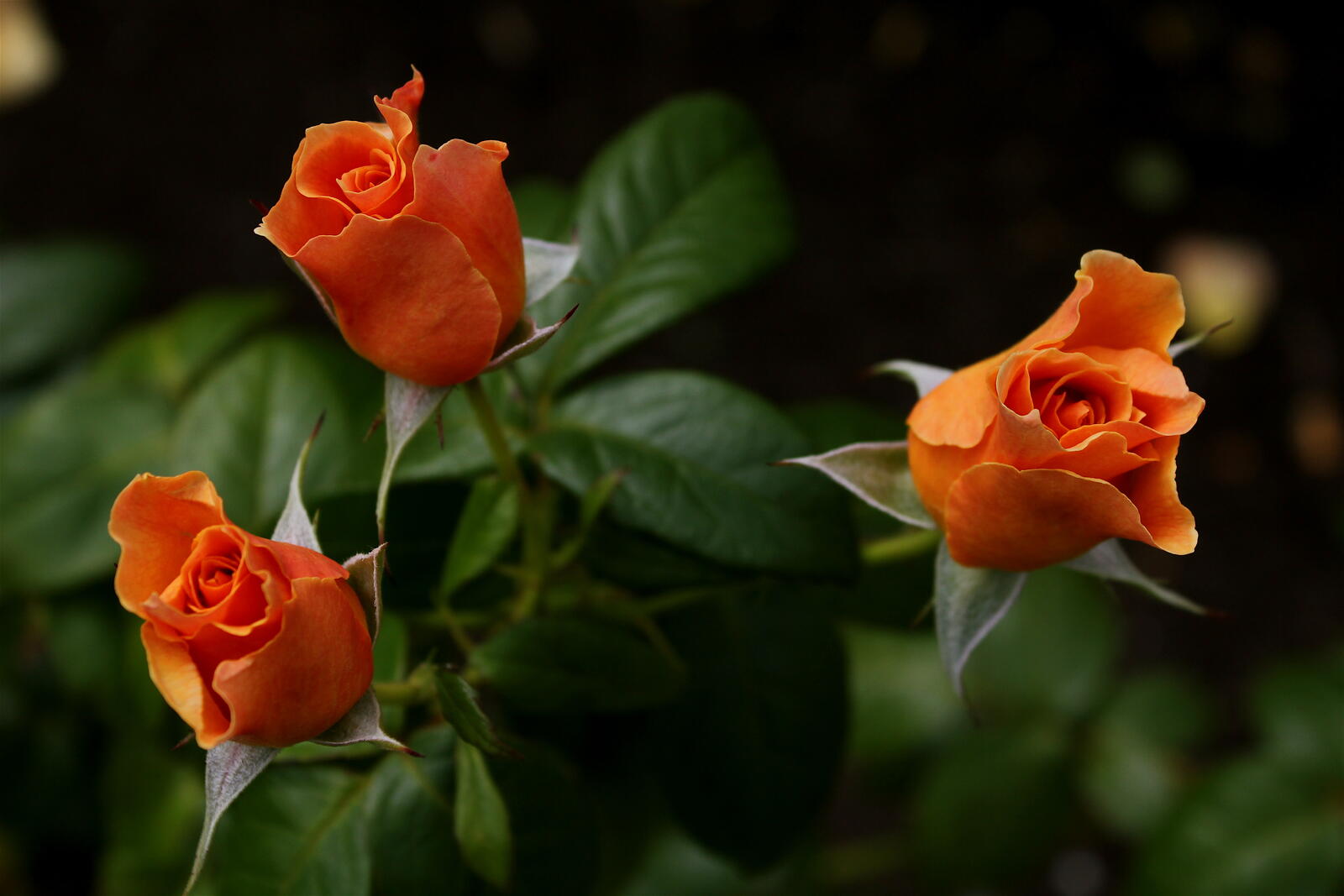 Бесплатное фото Три желтых розы