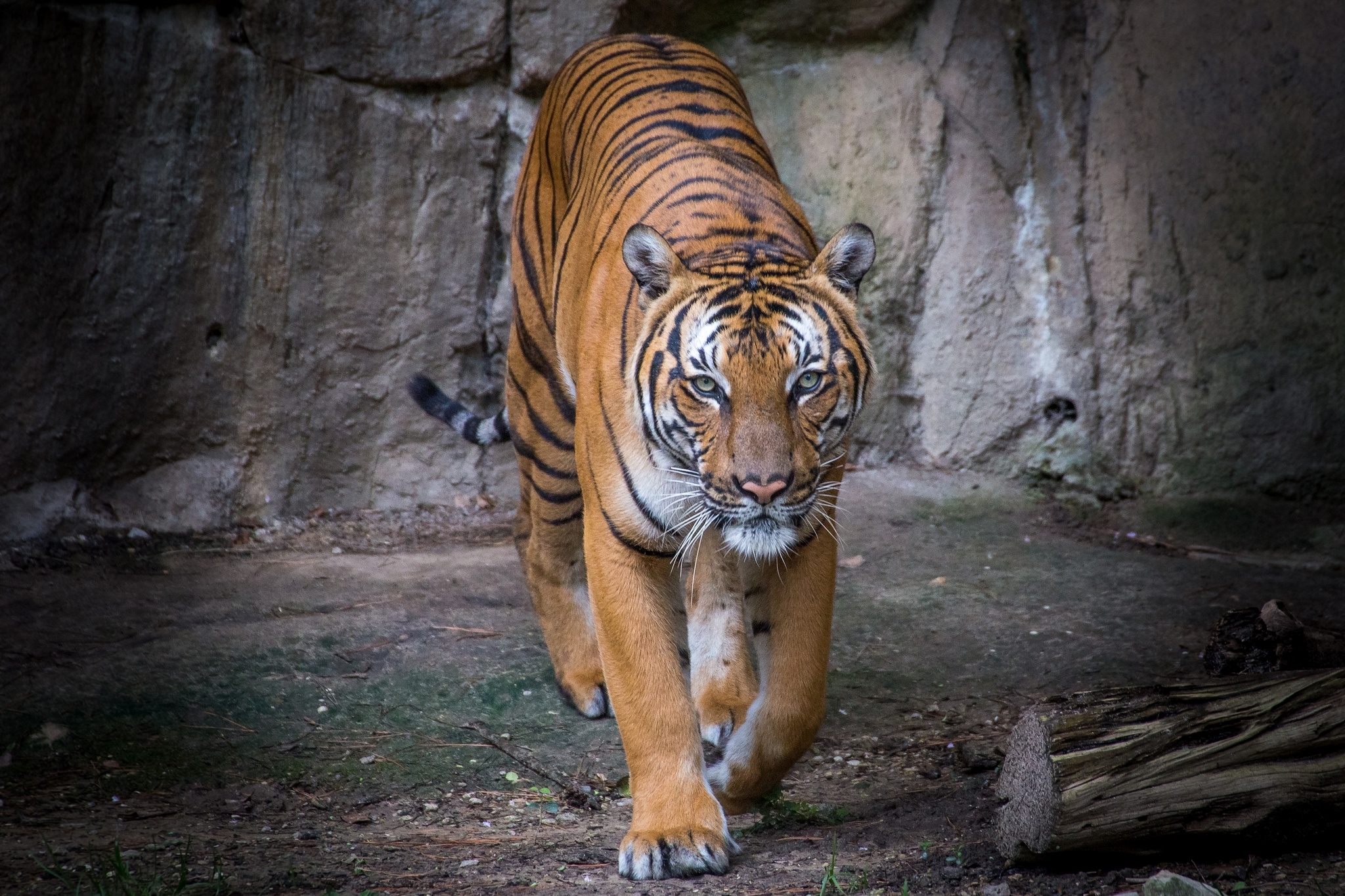 Фото бесплатно тигр, ходить, ходьба