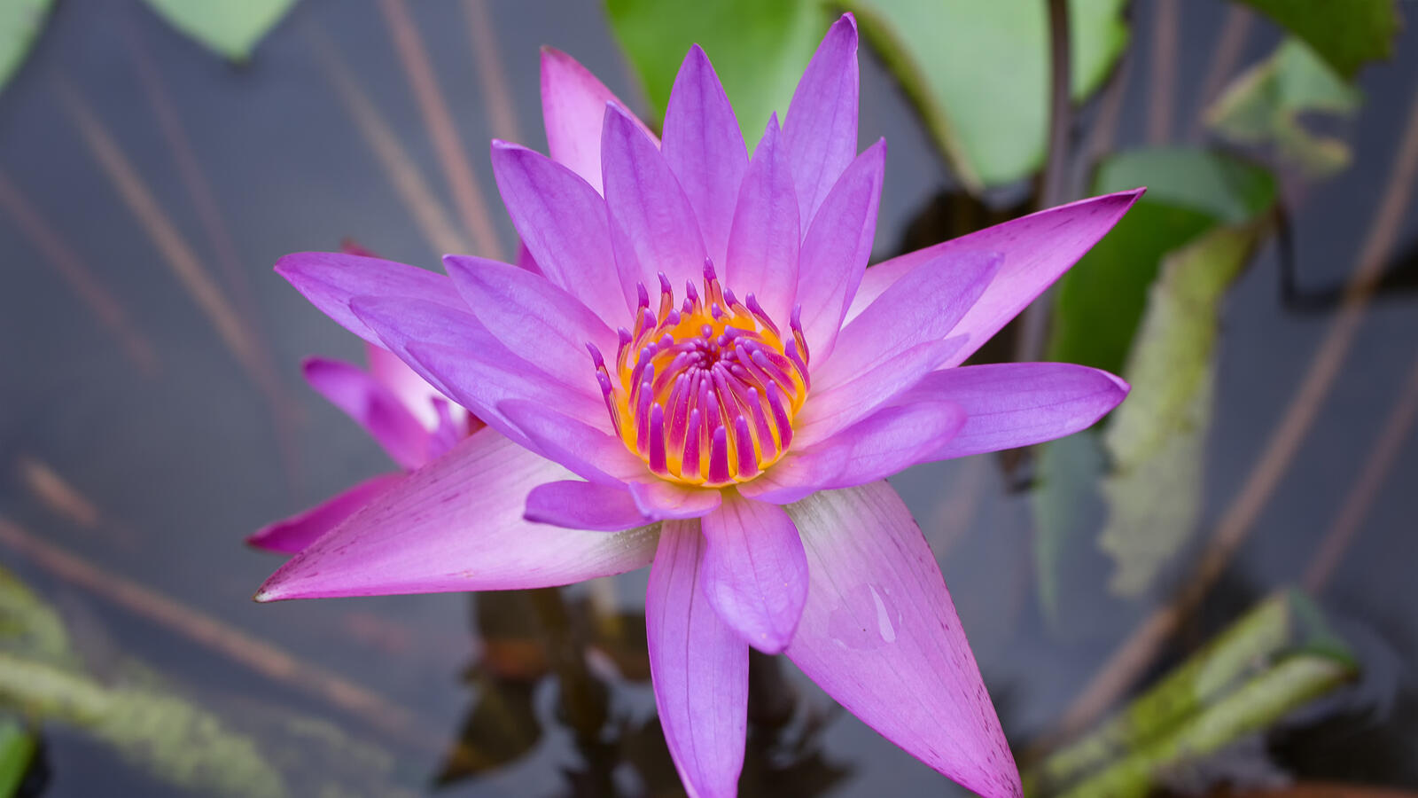 Wallpapers water lily beautiful flowers flora on the desktop