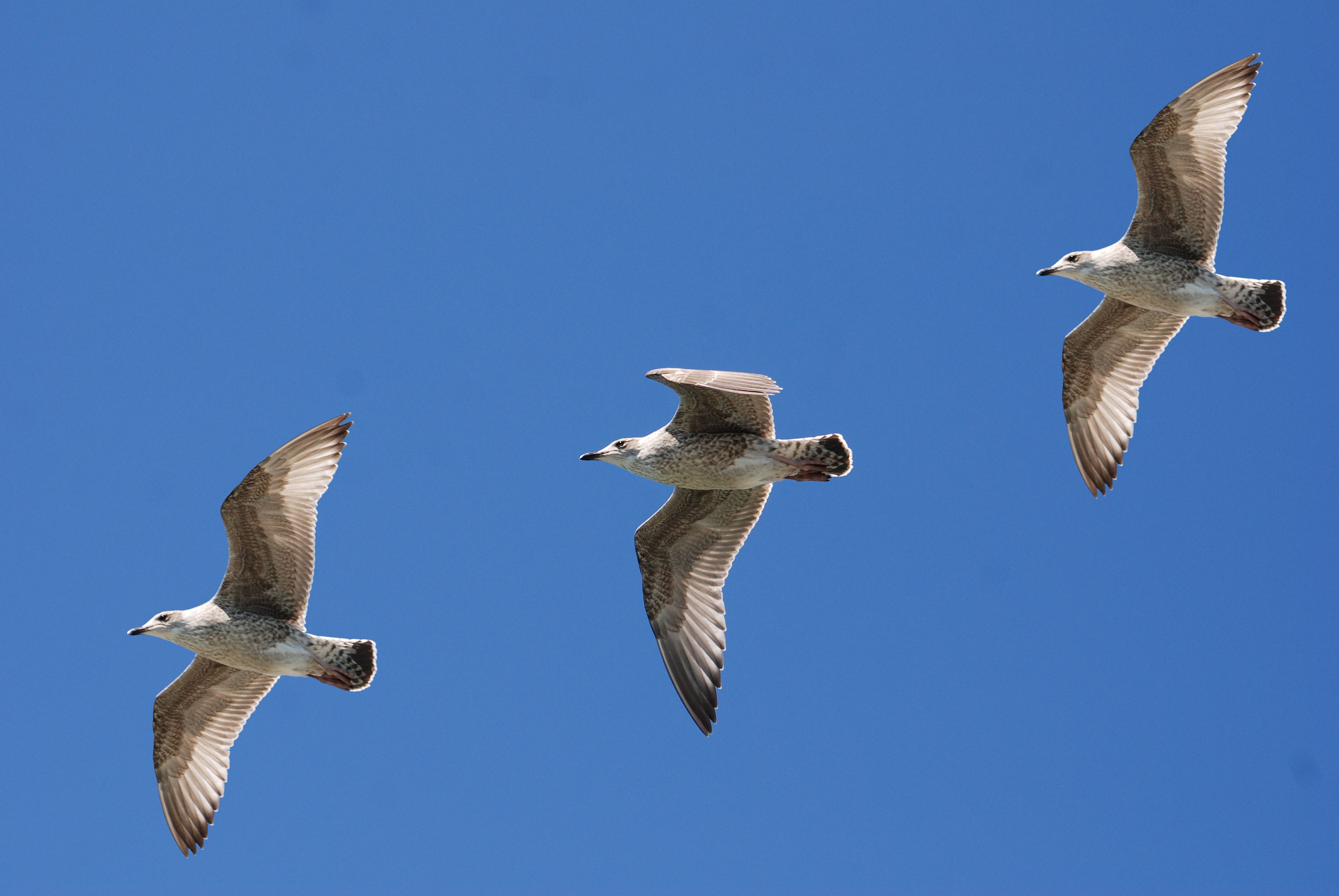 三只海鸥在蓝天上飞翔