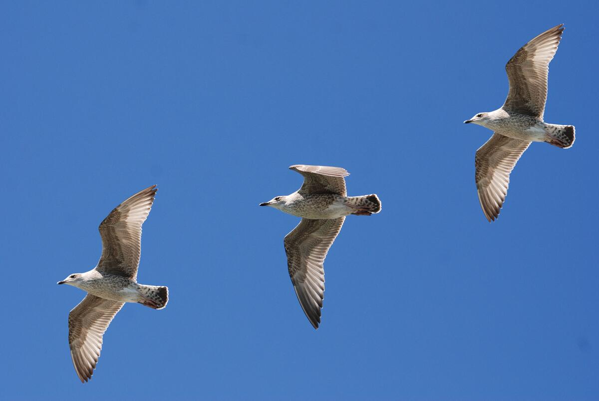 Три чайки летят в голубом небе