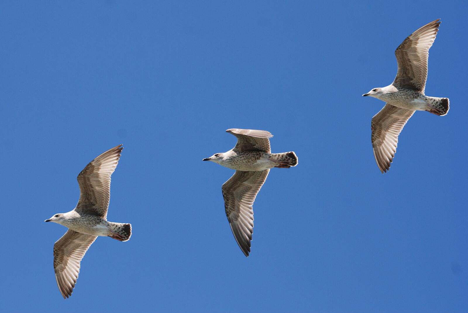 Free photo Three seagulls fly in the blue sky