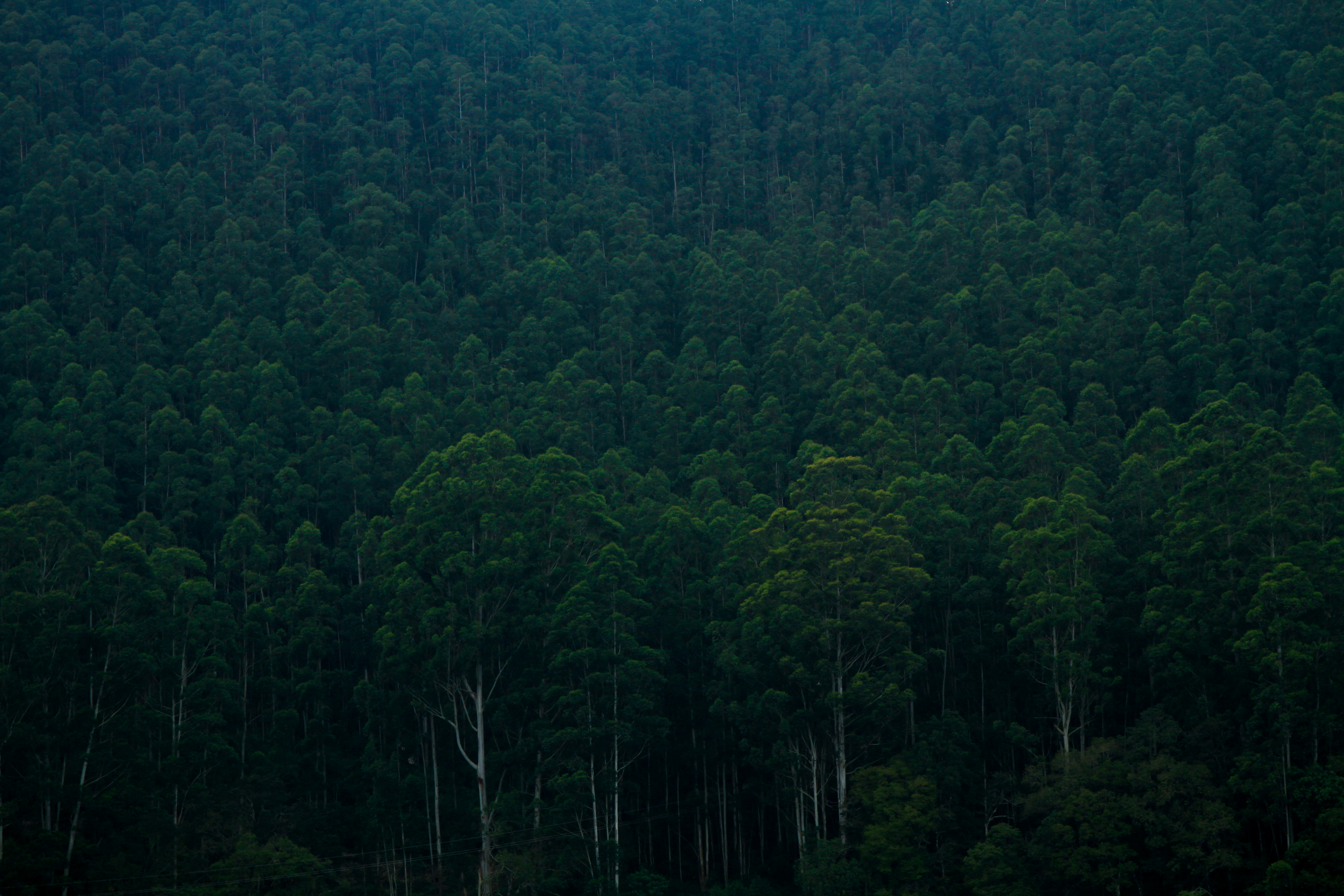 Цвет хвойный лес. Китайский Хэйчжу, “Долина чёрного бамбука”.. Лощина черного бамбука Хэйчжу Китай. Зеленый лес. Темный хвойный лес.
