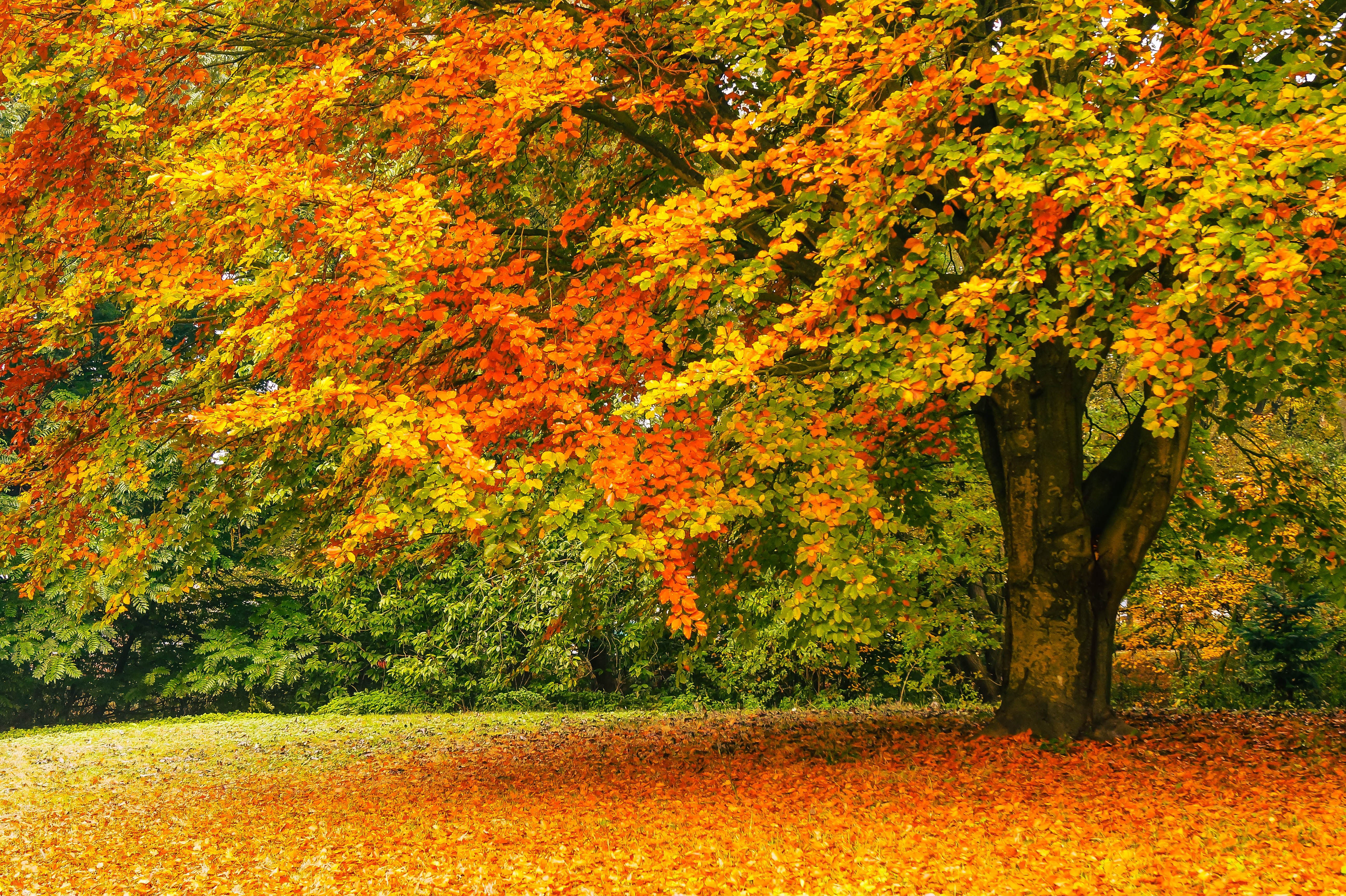 Wallpapers park autumn leaves landscapes on the desktop