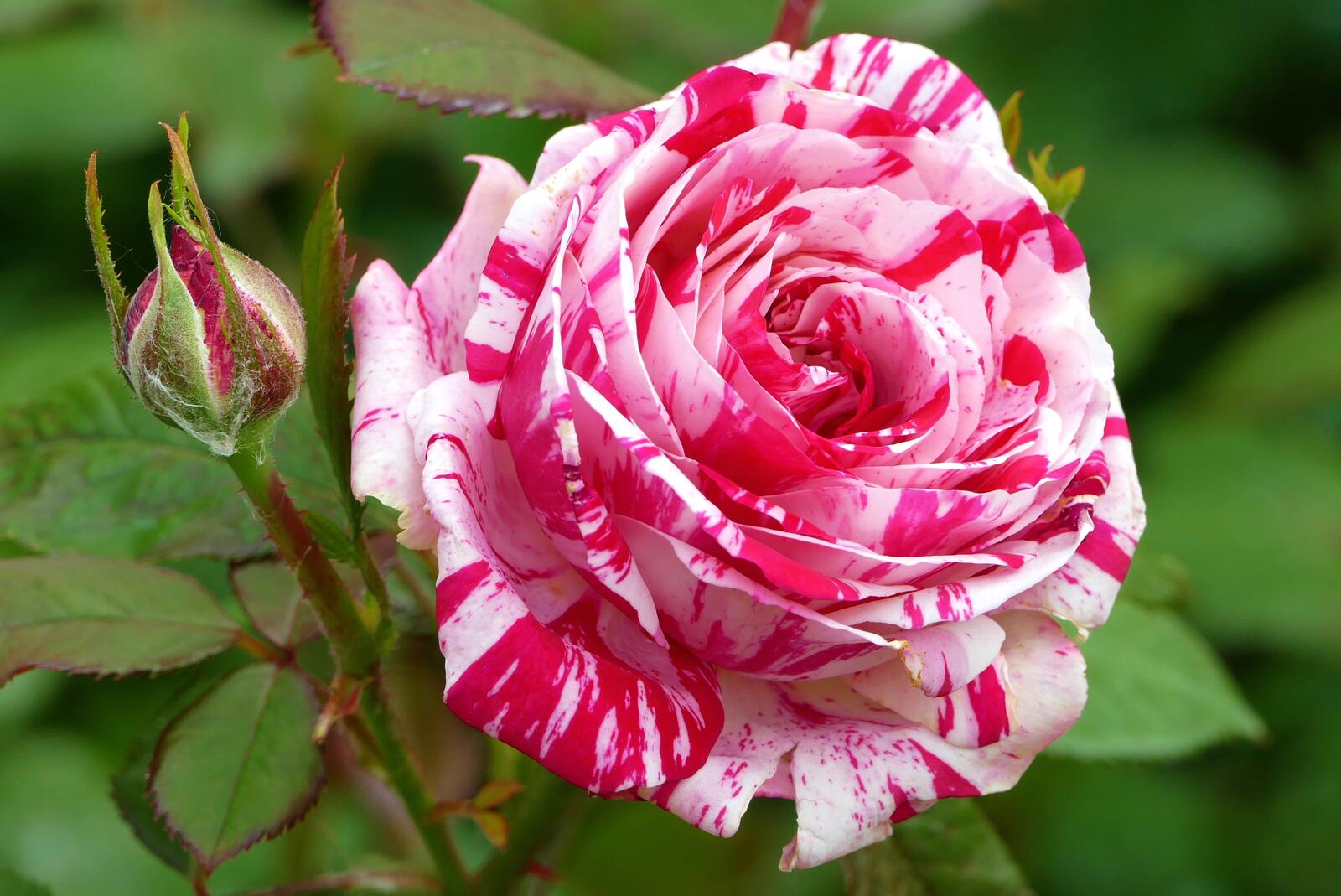 Обои розовые розы полосатые лепестки бутон на рабочий стол