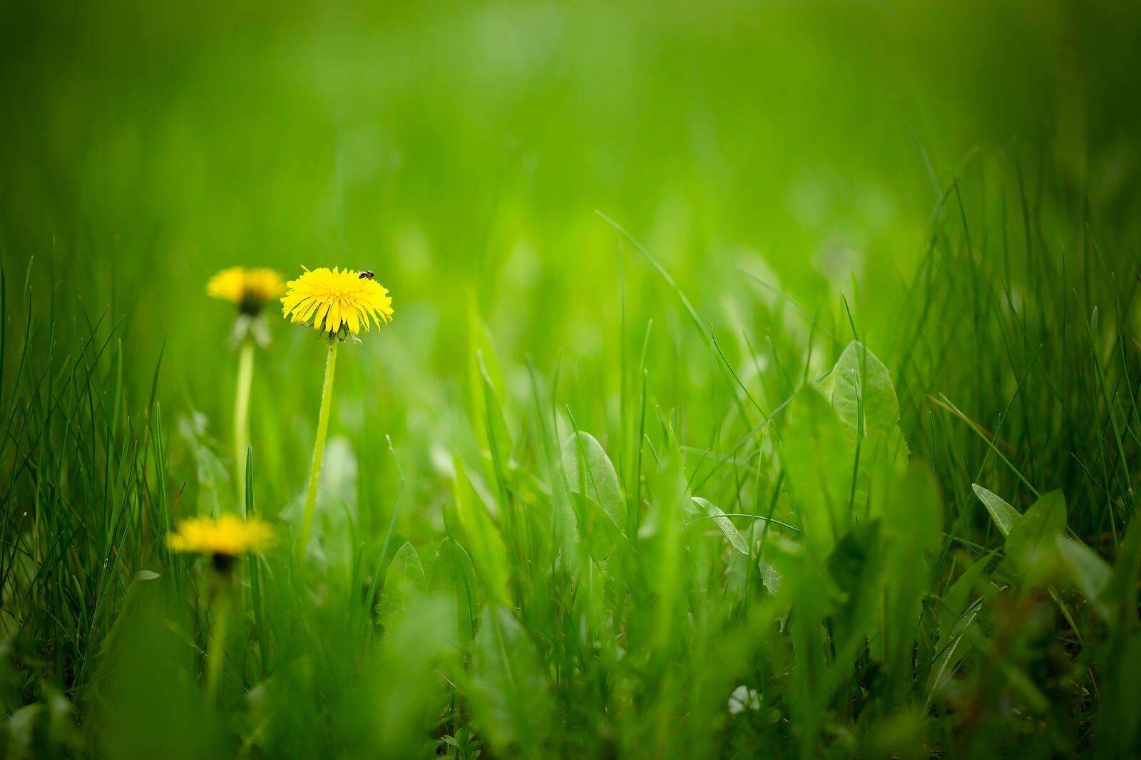 Бесплатное фото Одуванчики в траве