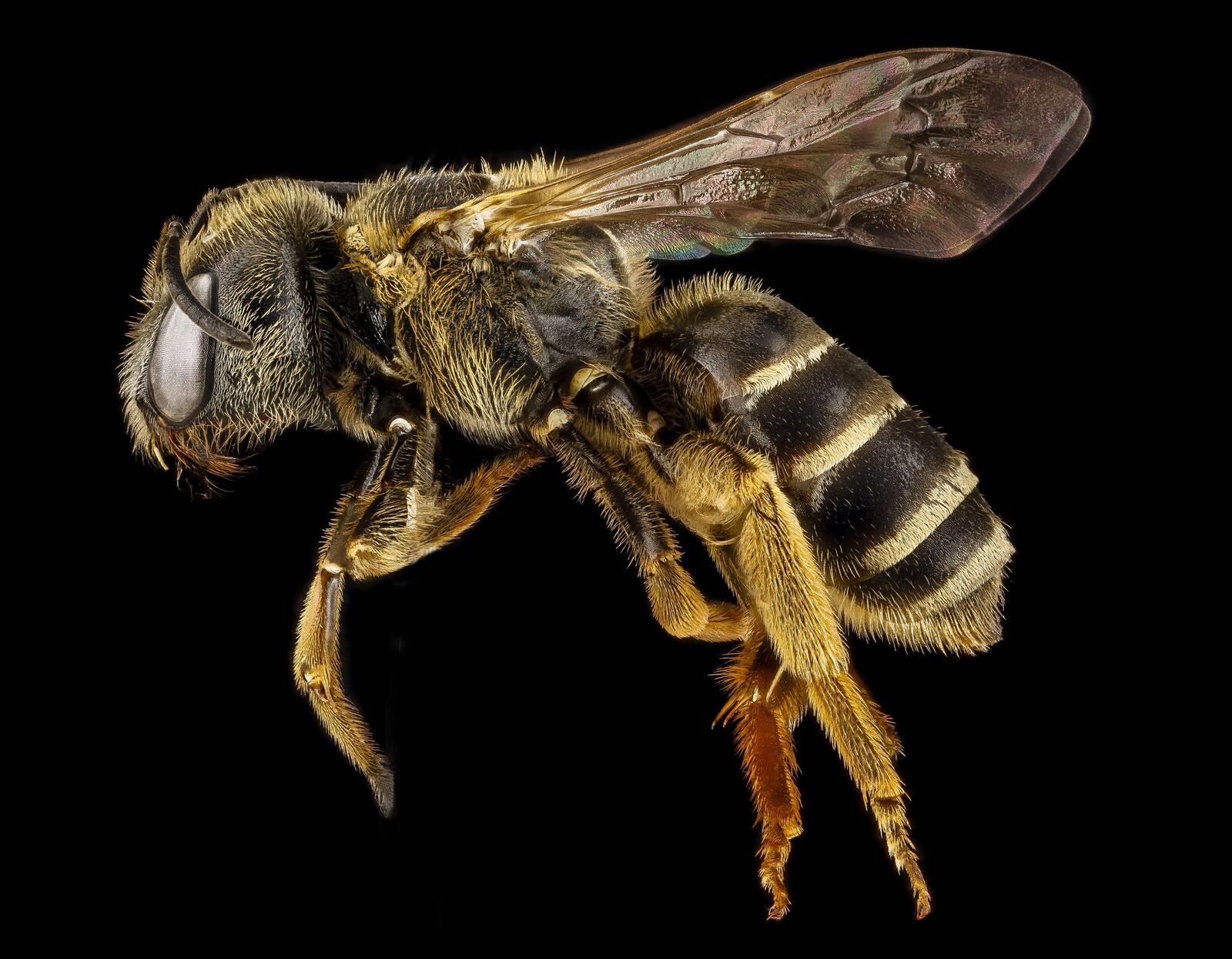 Wallpapers profile wildlife pollen on the desktop