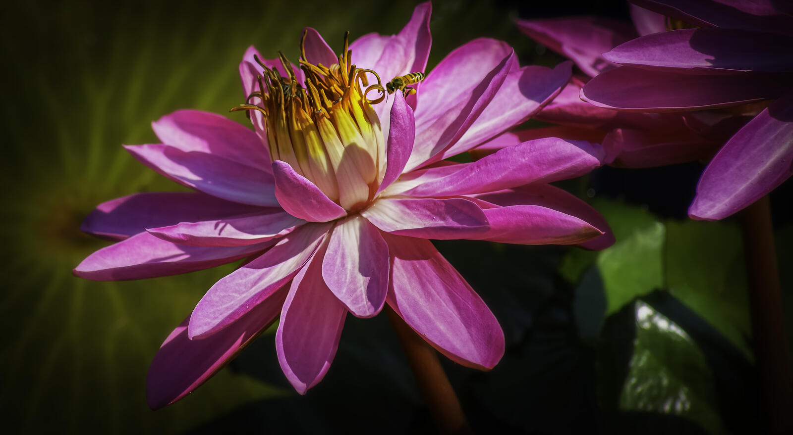 Wallpapers water Lily flower bee on the desktop